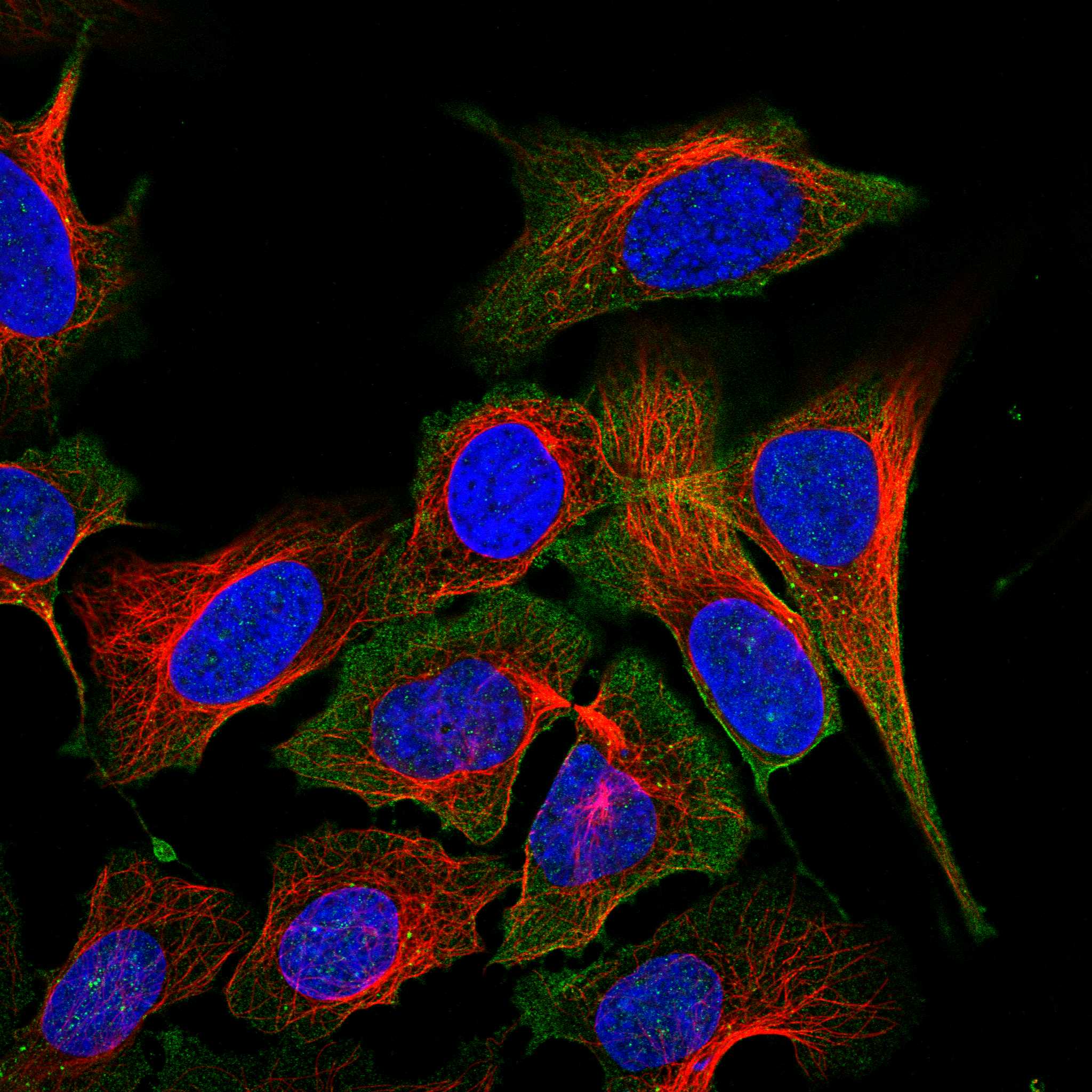PCDH7 fluorescence