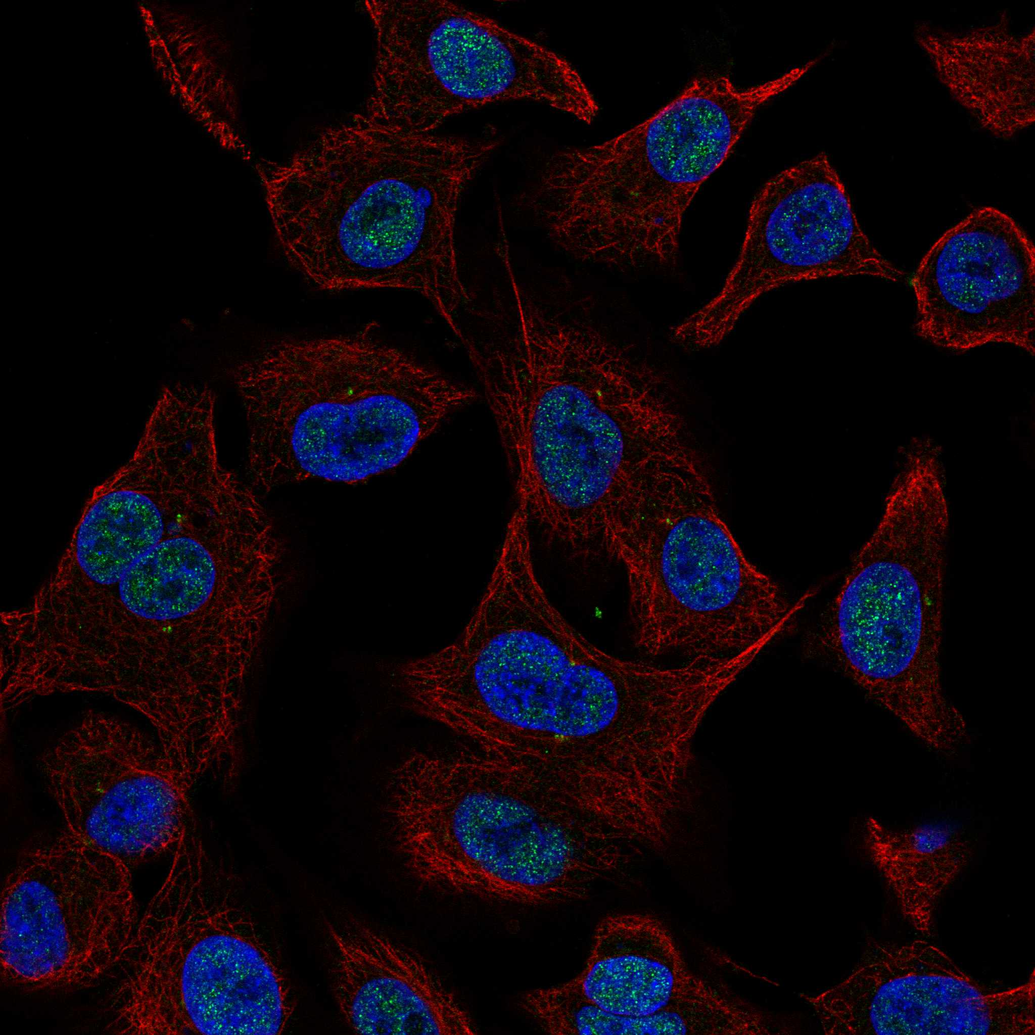PCDH9 fluorescence