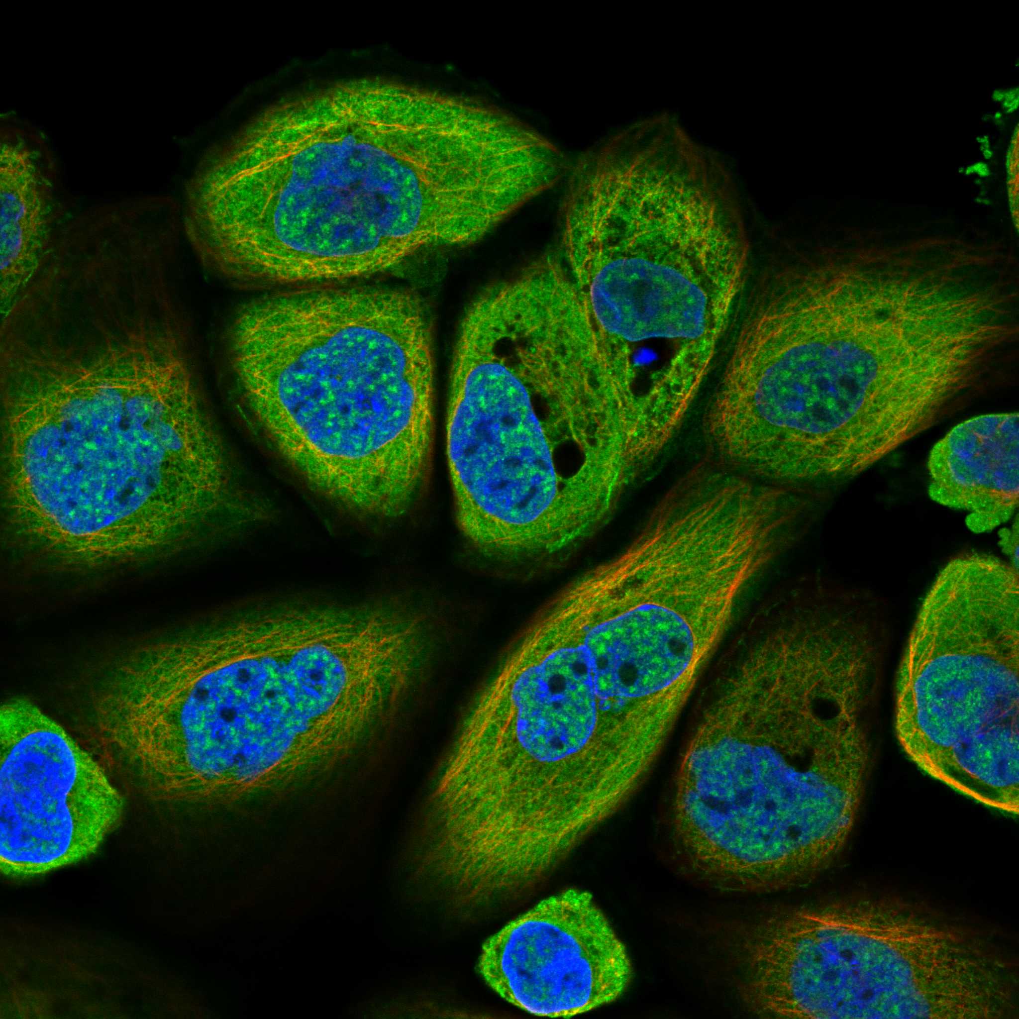 PCLO fluorescence