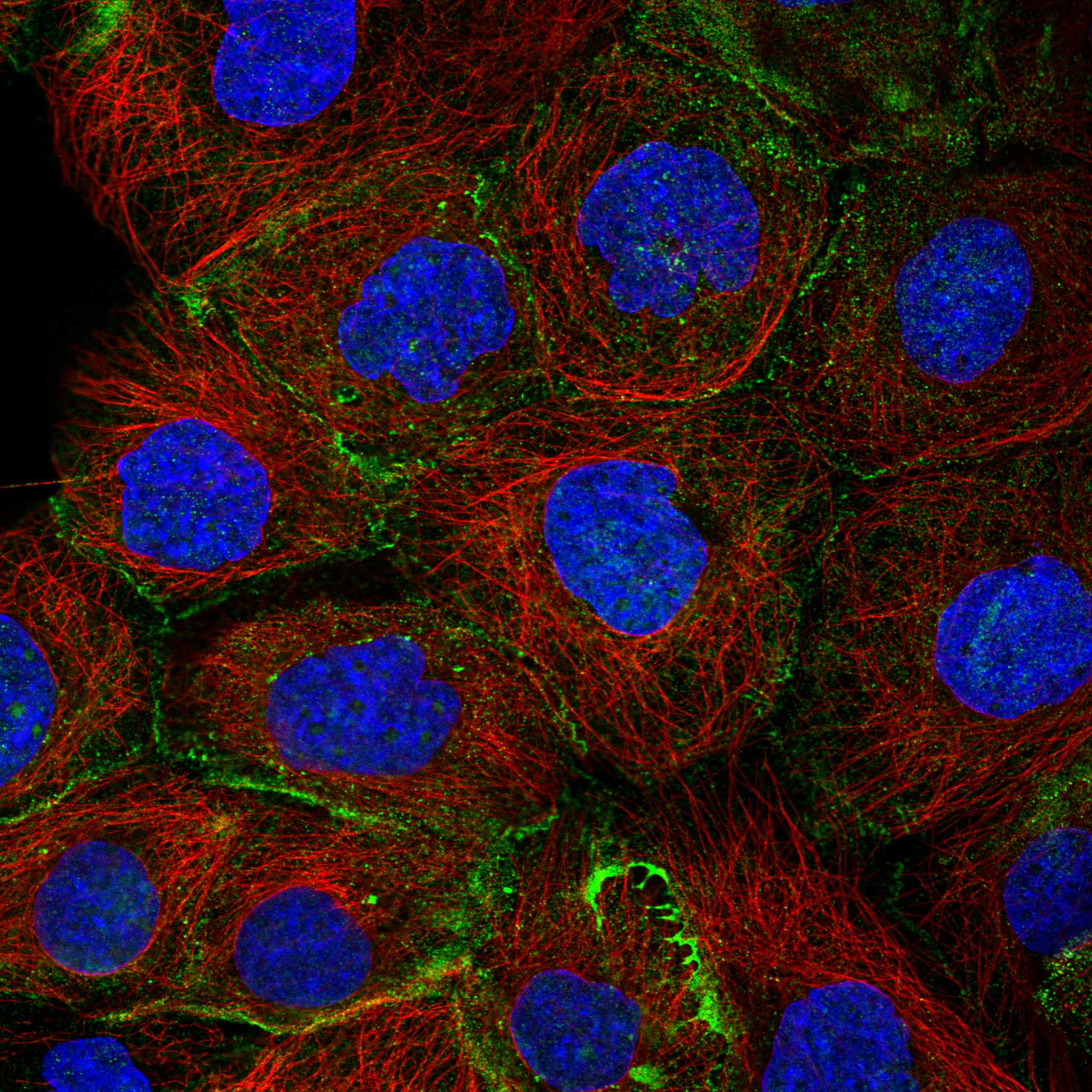 PDCD7 fluorescence
