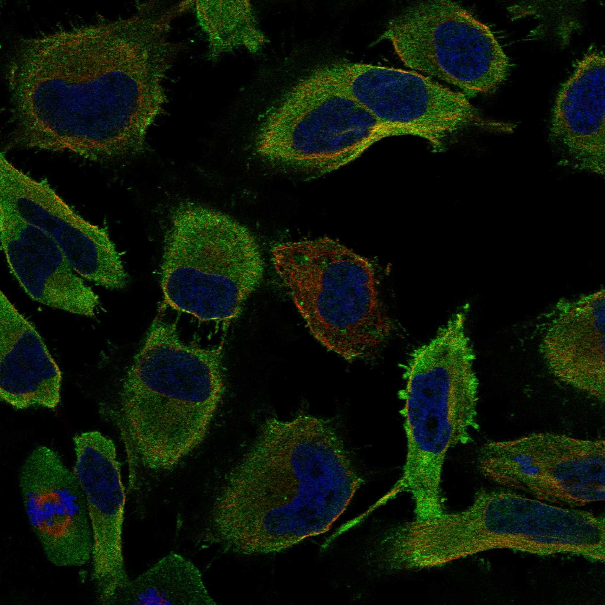 PDE3A fluorescence
