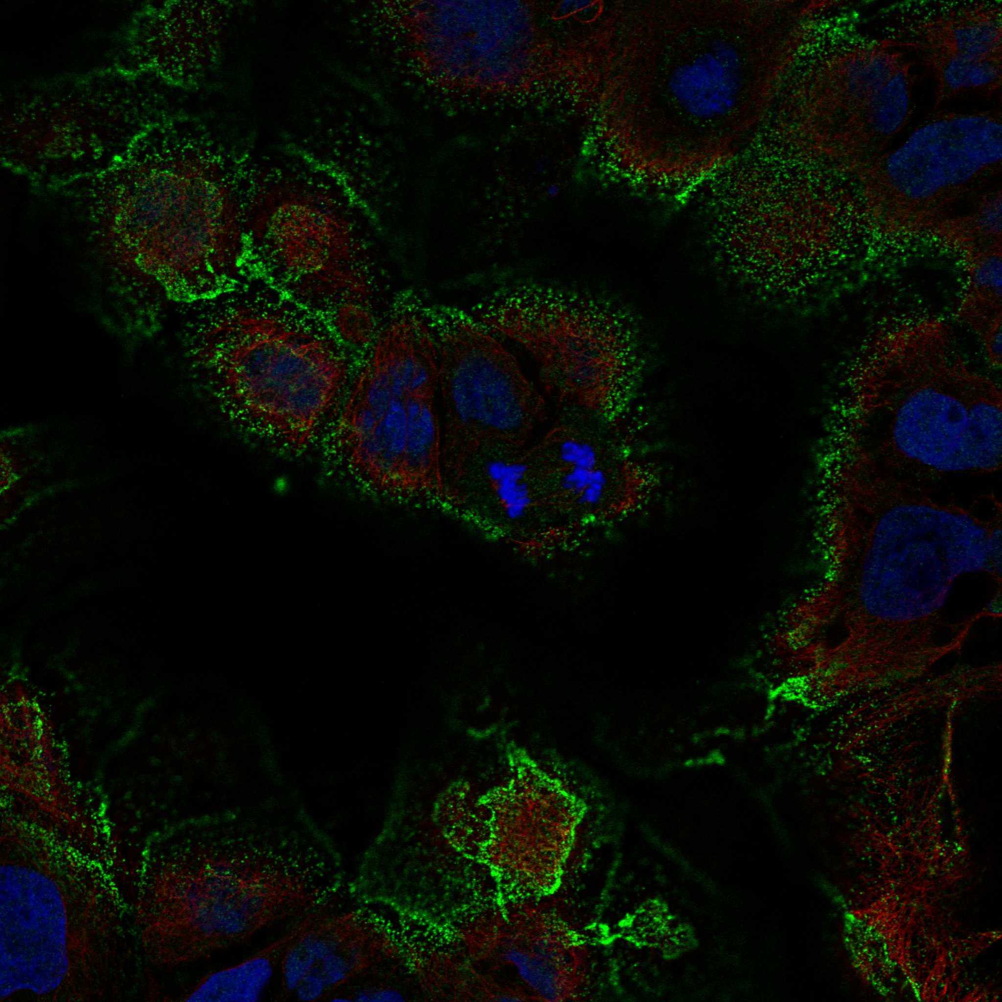 PDE4A fluorescence