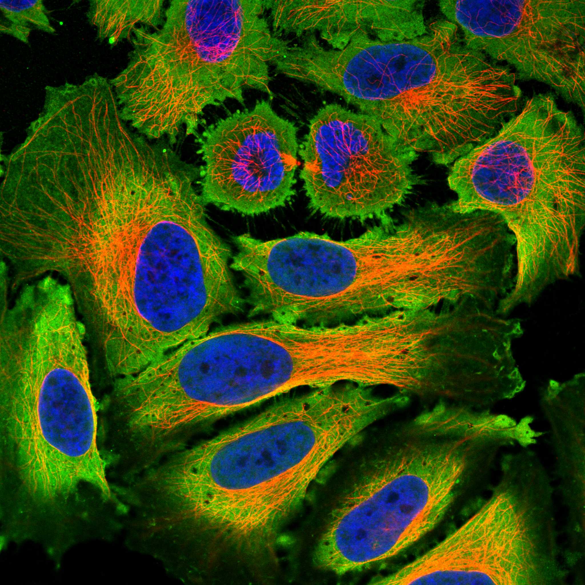 PDE4D fluorescence