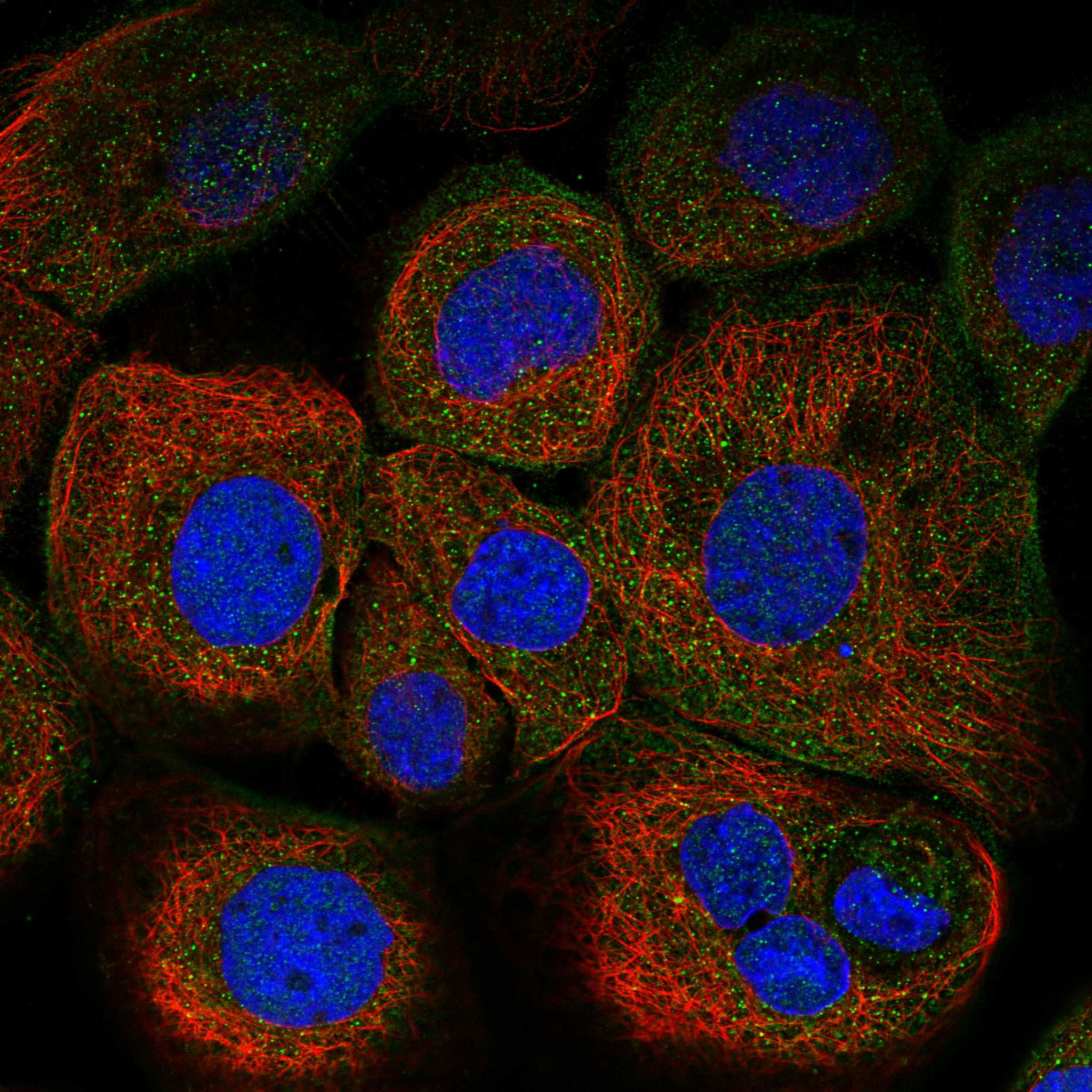 PDGFC fluorescence