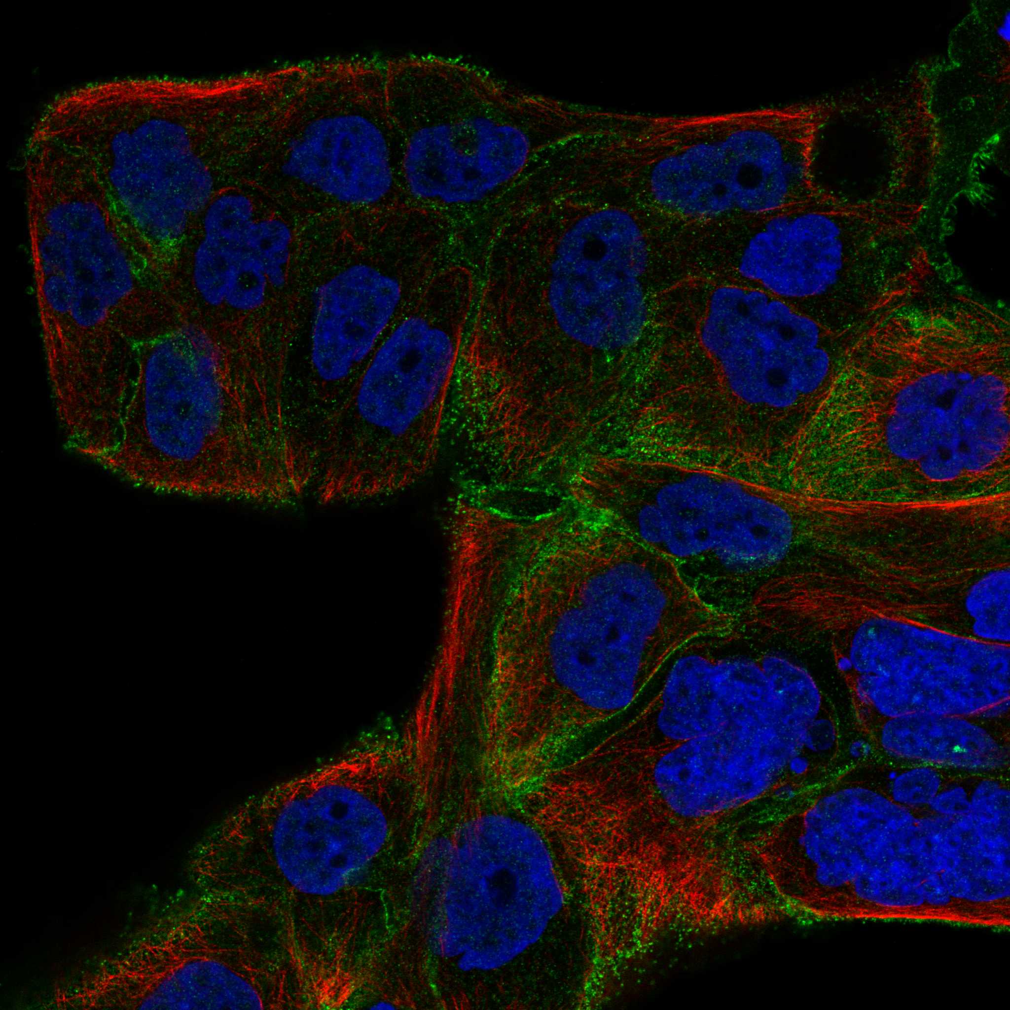PDPN fluorescence