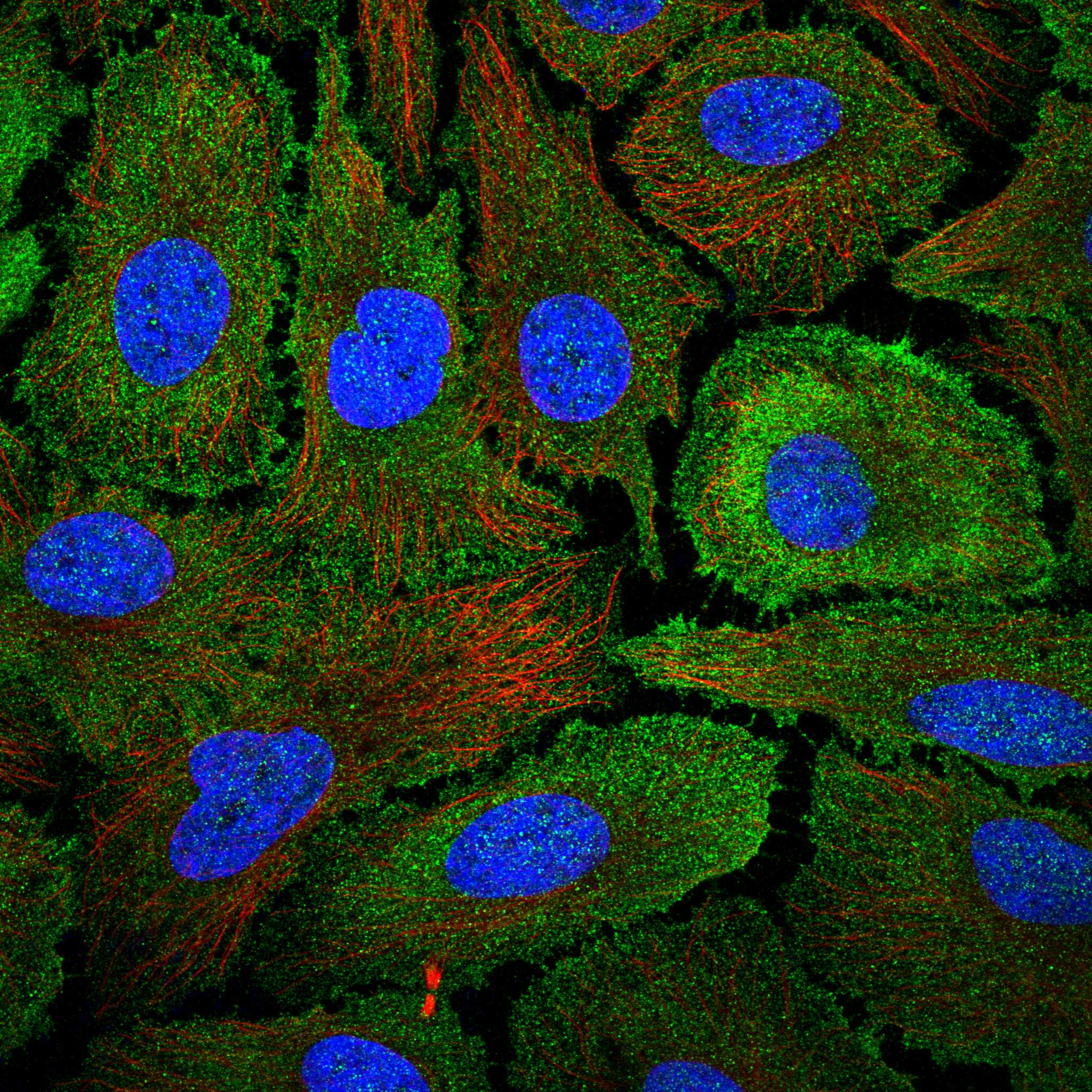 PDZD2 fluorescence