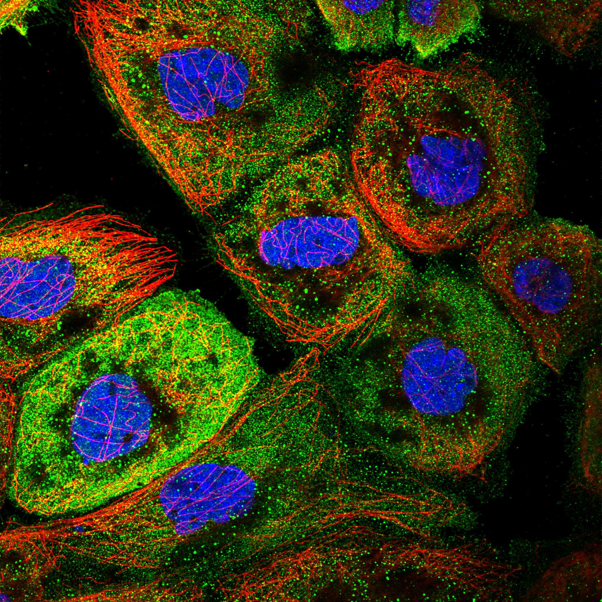 PDZD9 fluorescence