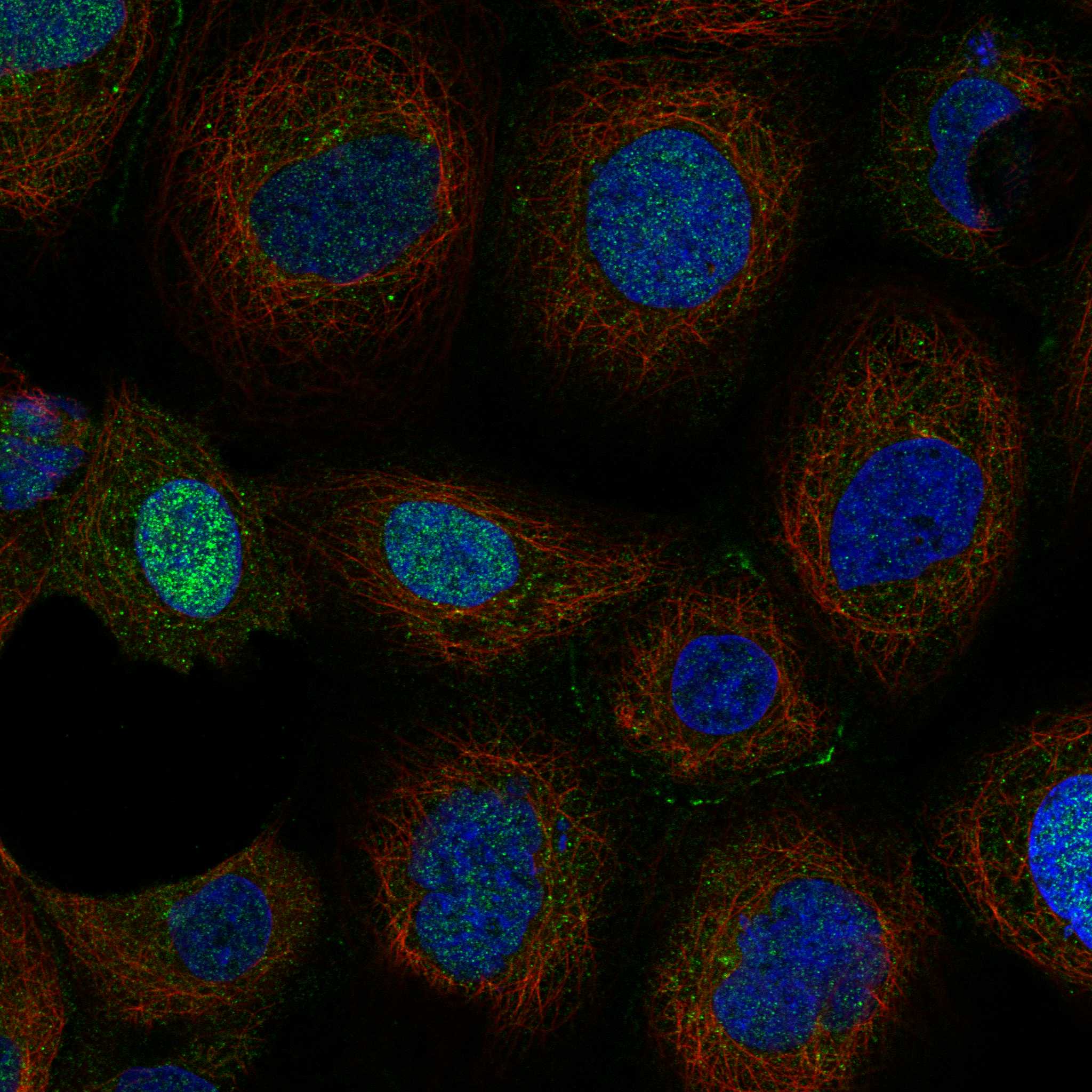 PEAR1 fluorescence