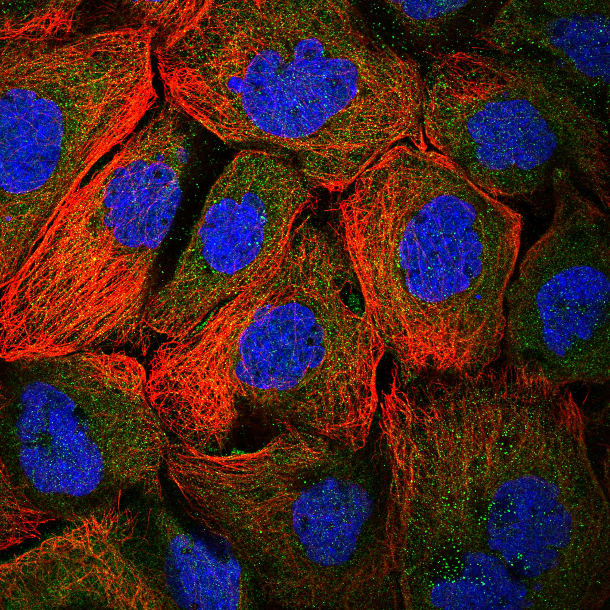 PEBP1 fluorescence