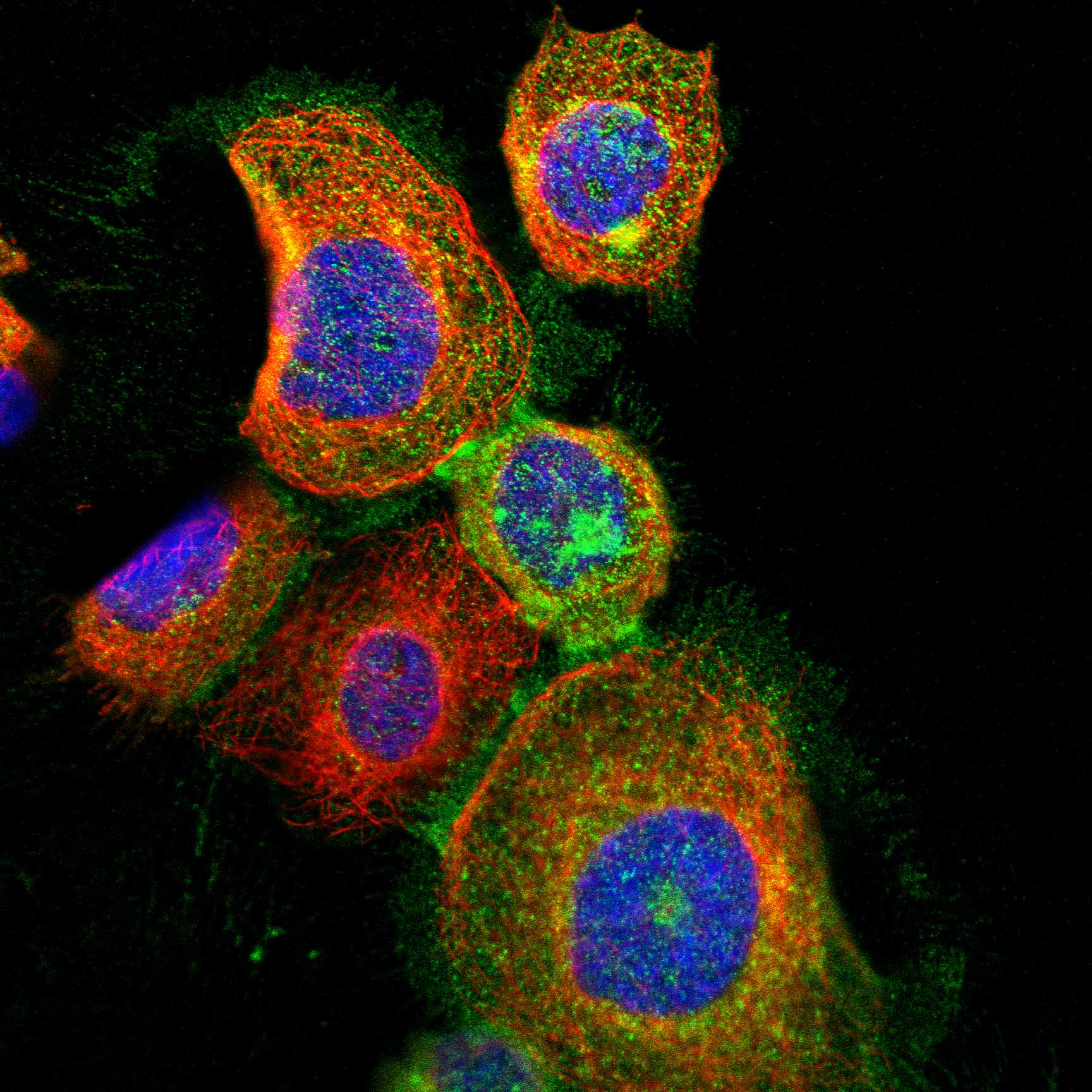 PGAP3 fluorescence