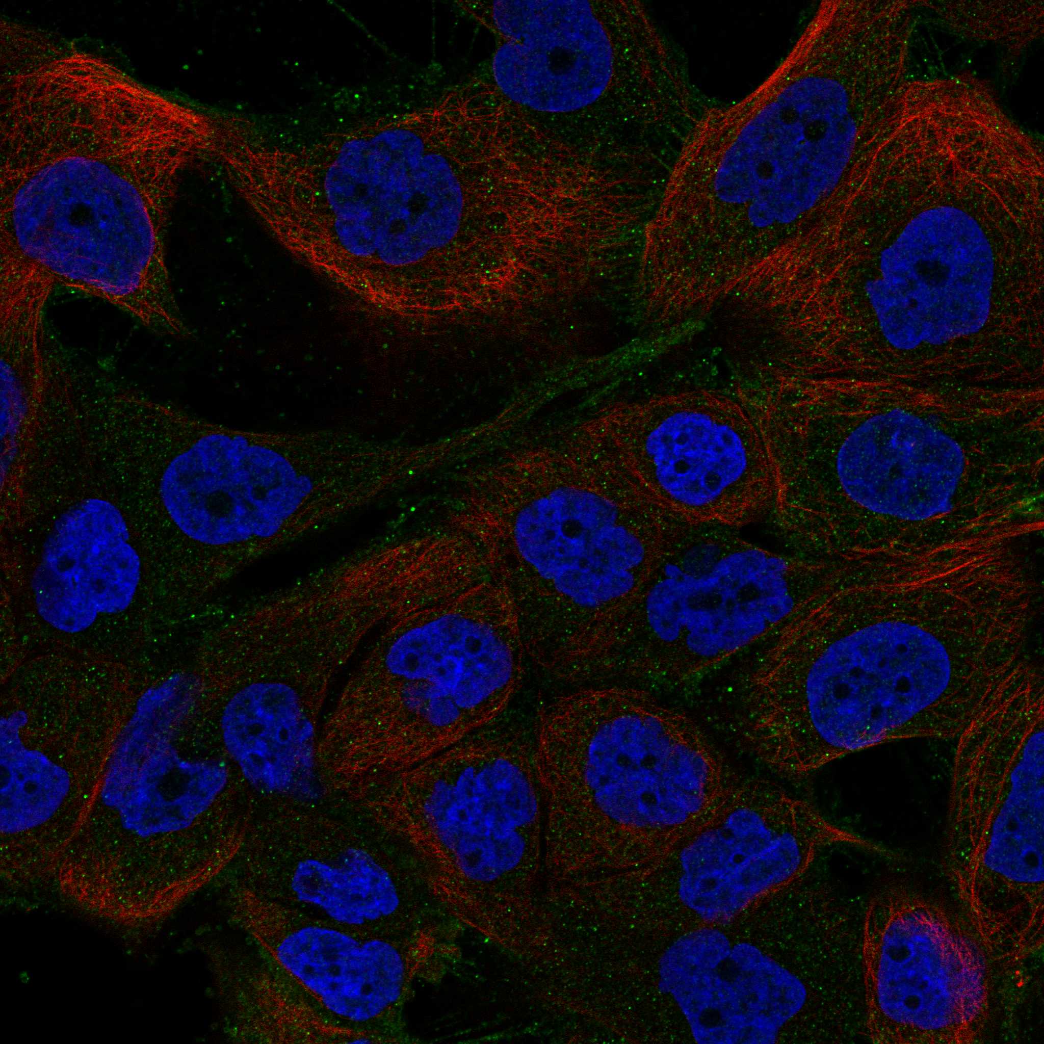 PHEX fluorescence