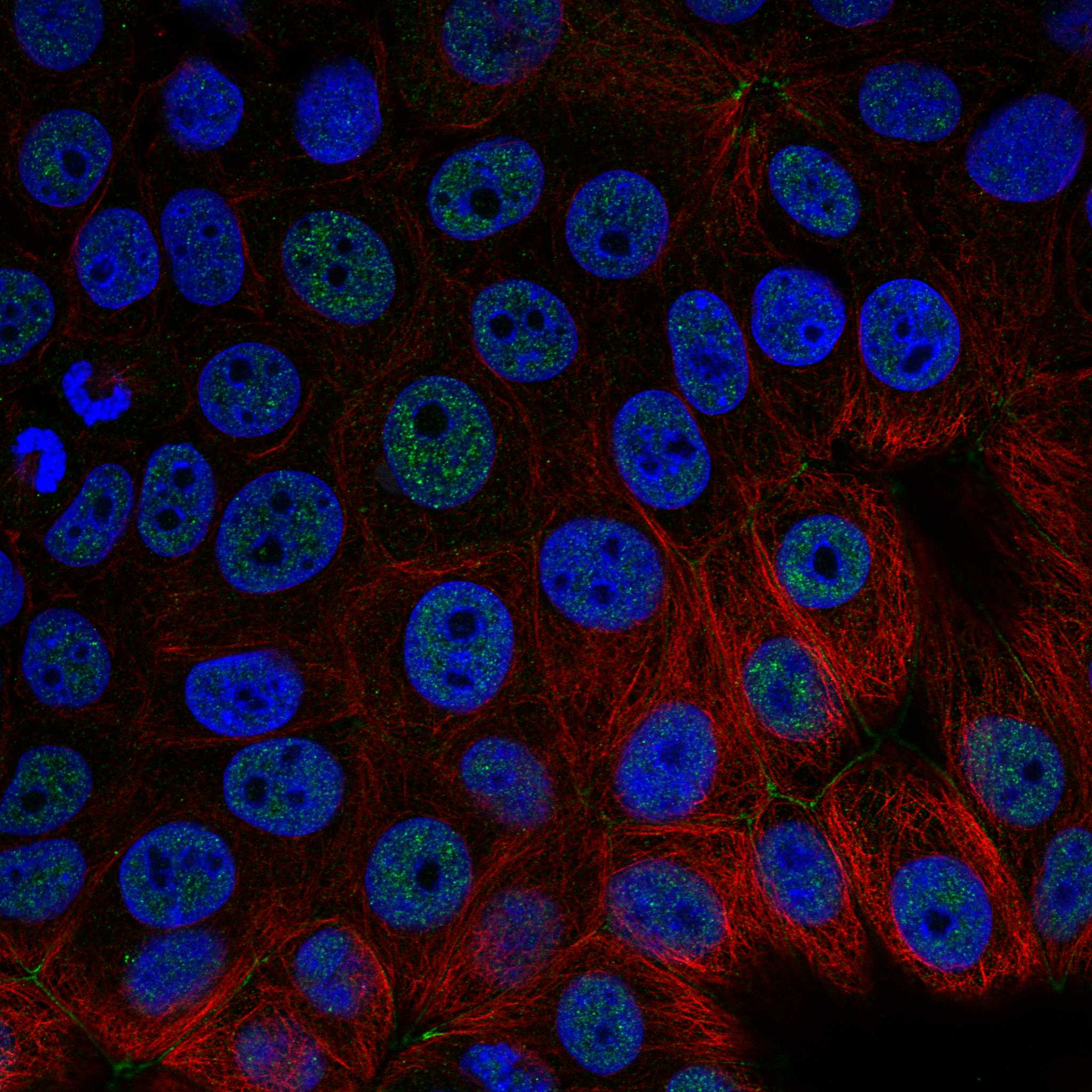 PI4KA fluorescence