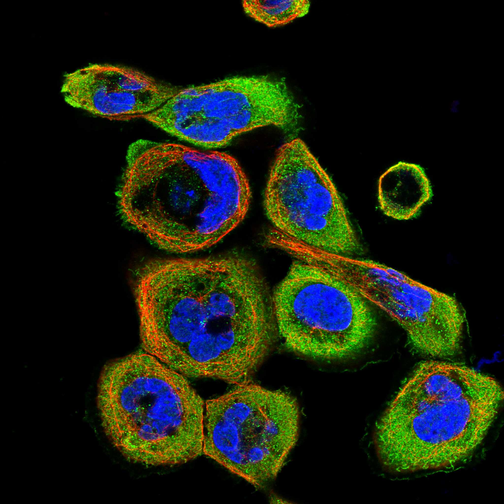 PIGB fluorescence