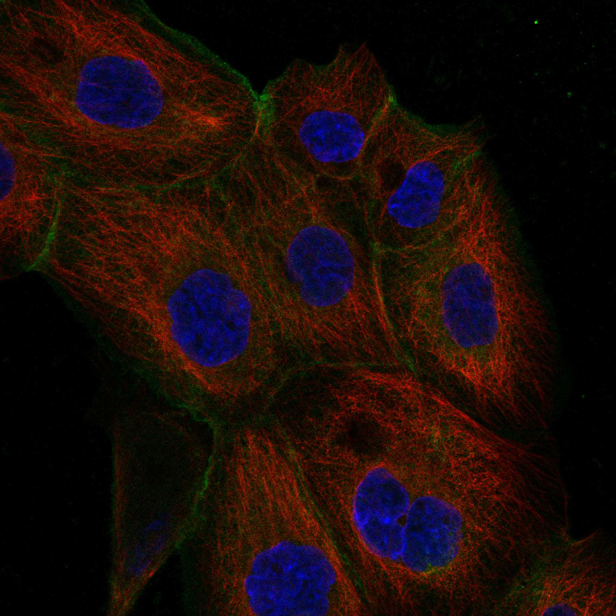 PKN1 fluorescence