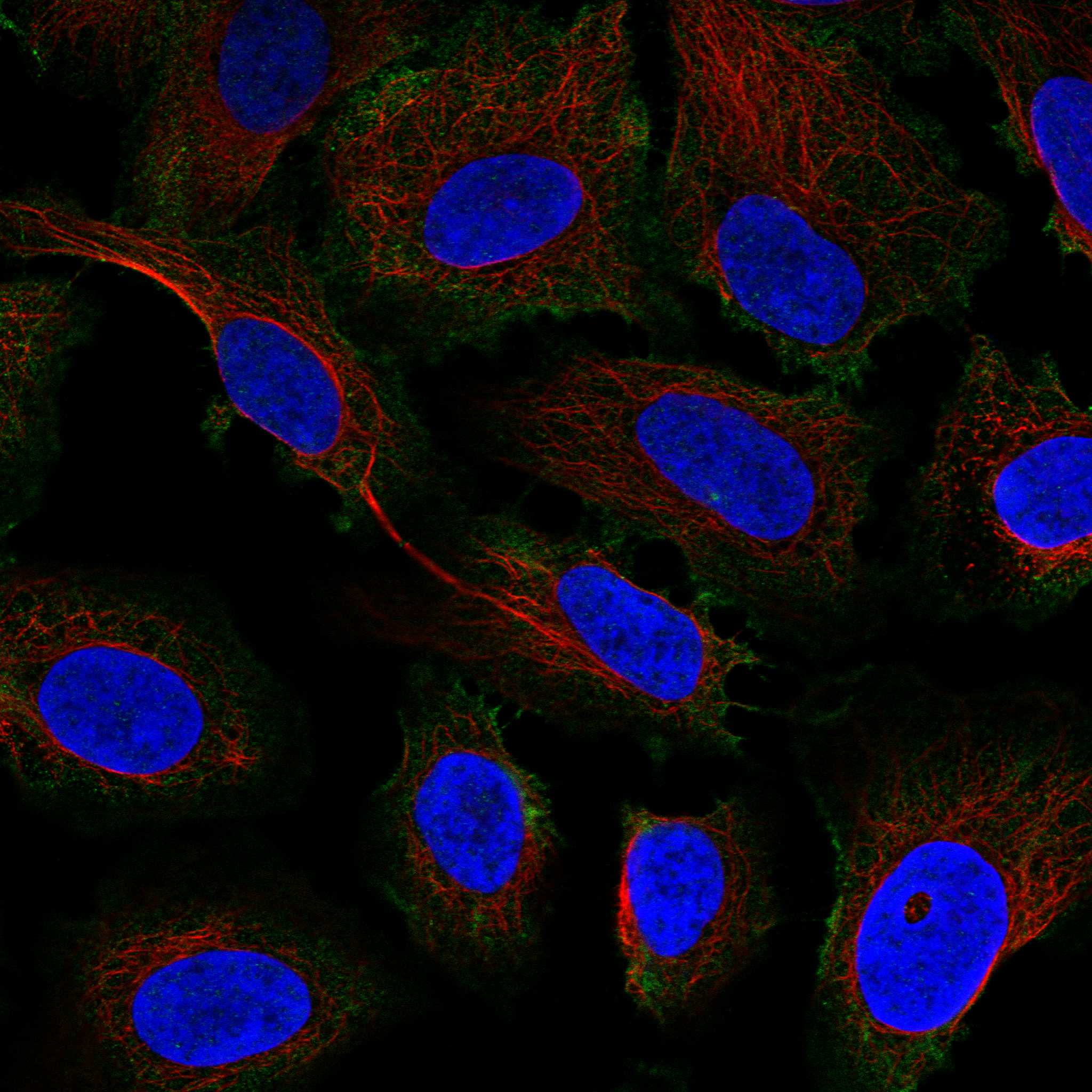 PKP4 fluorescence
