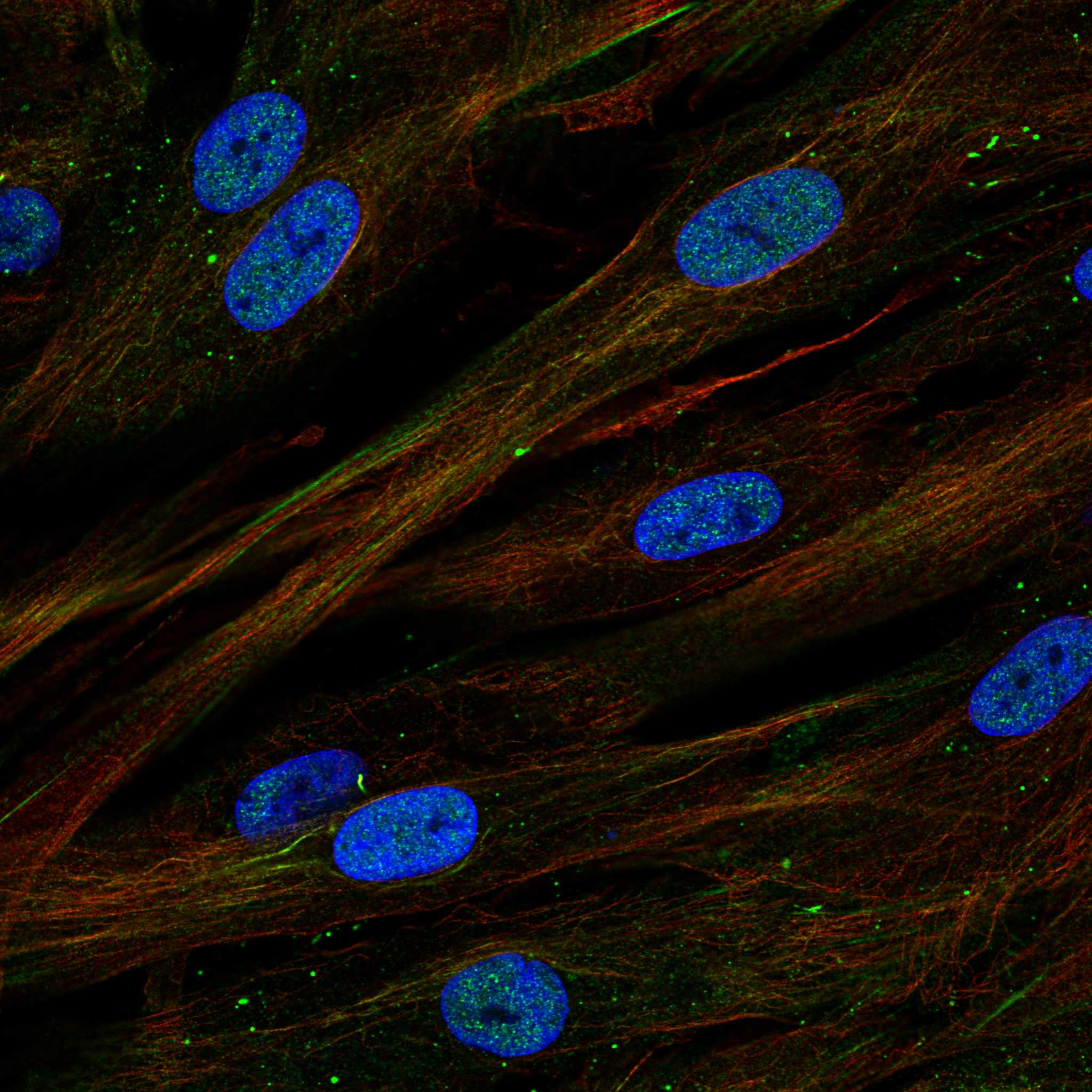 PLCB4 fluorescence