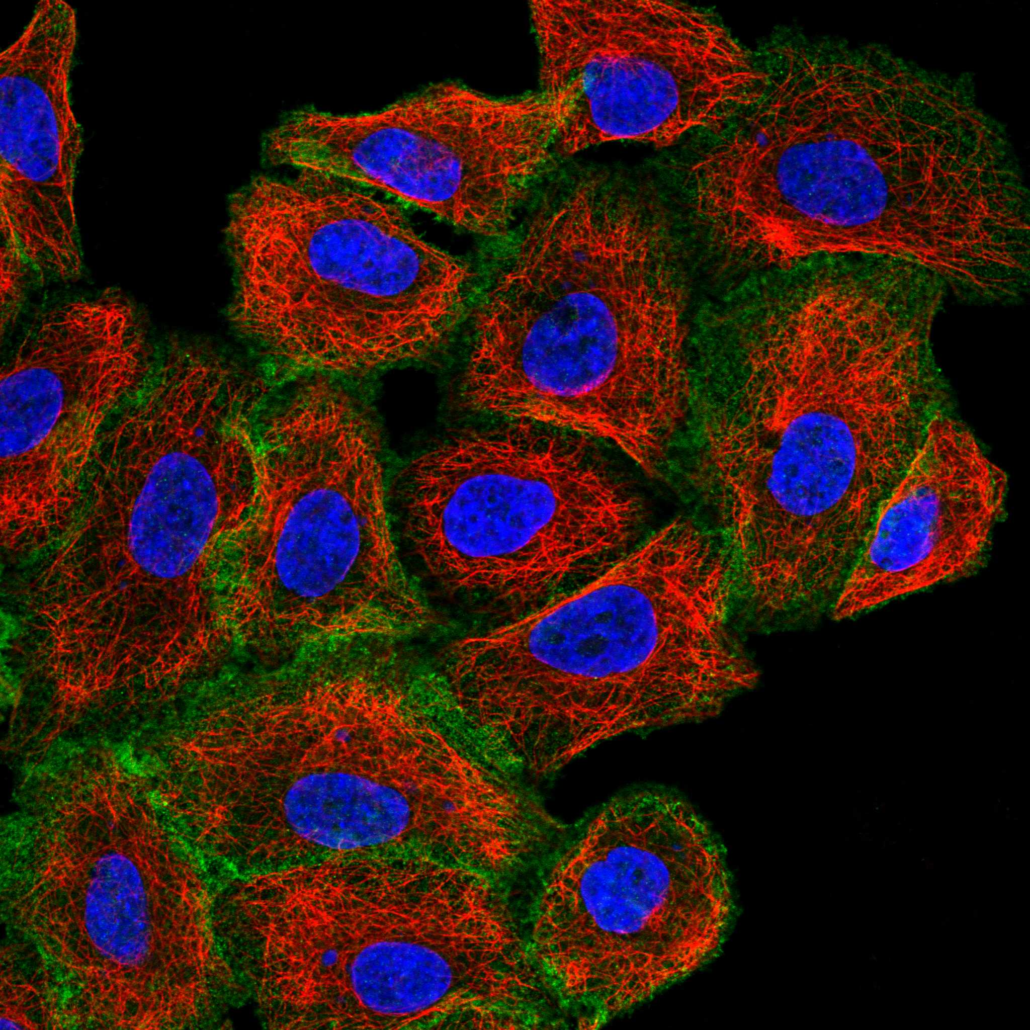 PLCD3 fluorescence