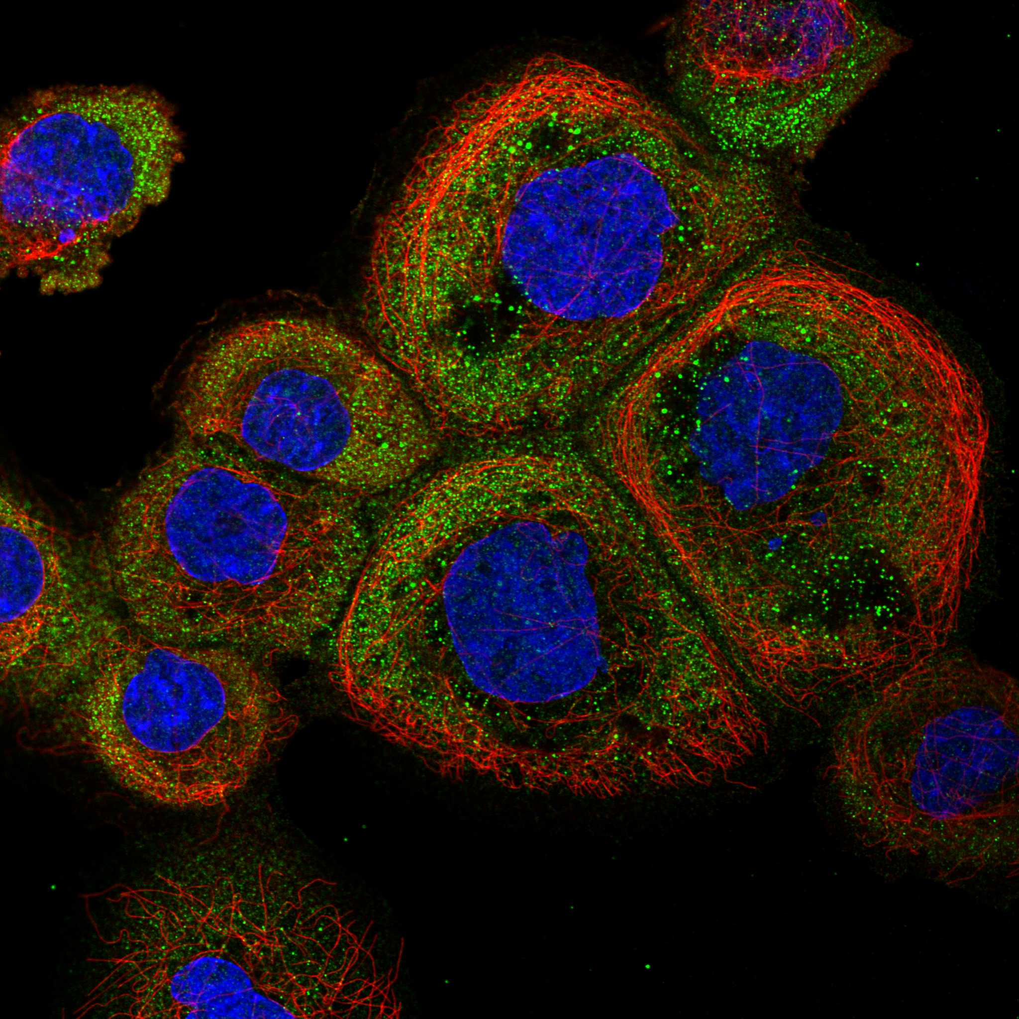 PLCG1 fluorescence