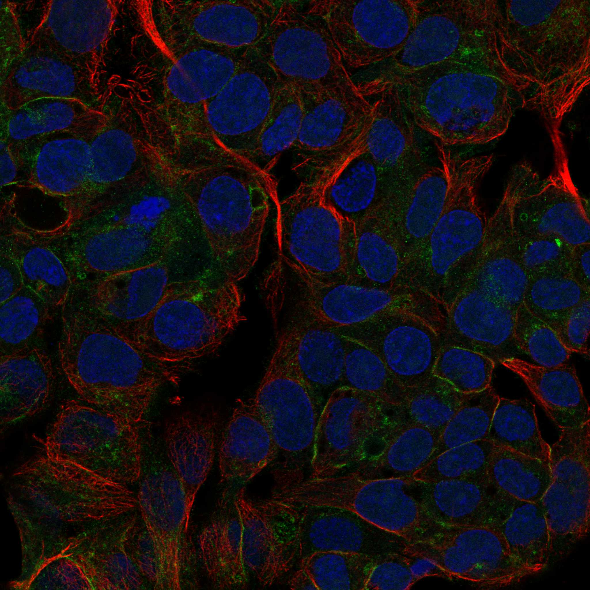 PLD1 fluorescence