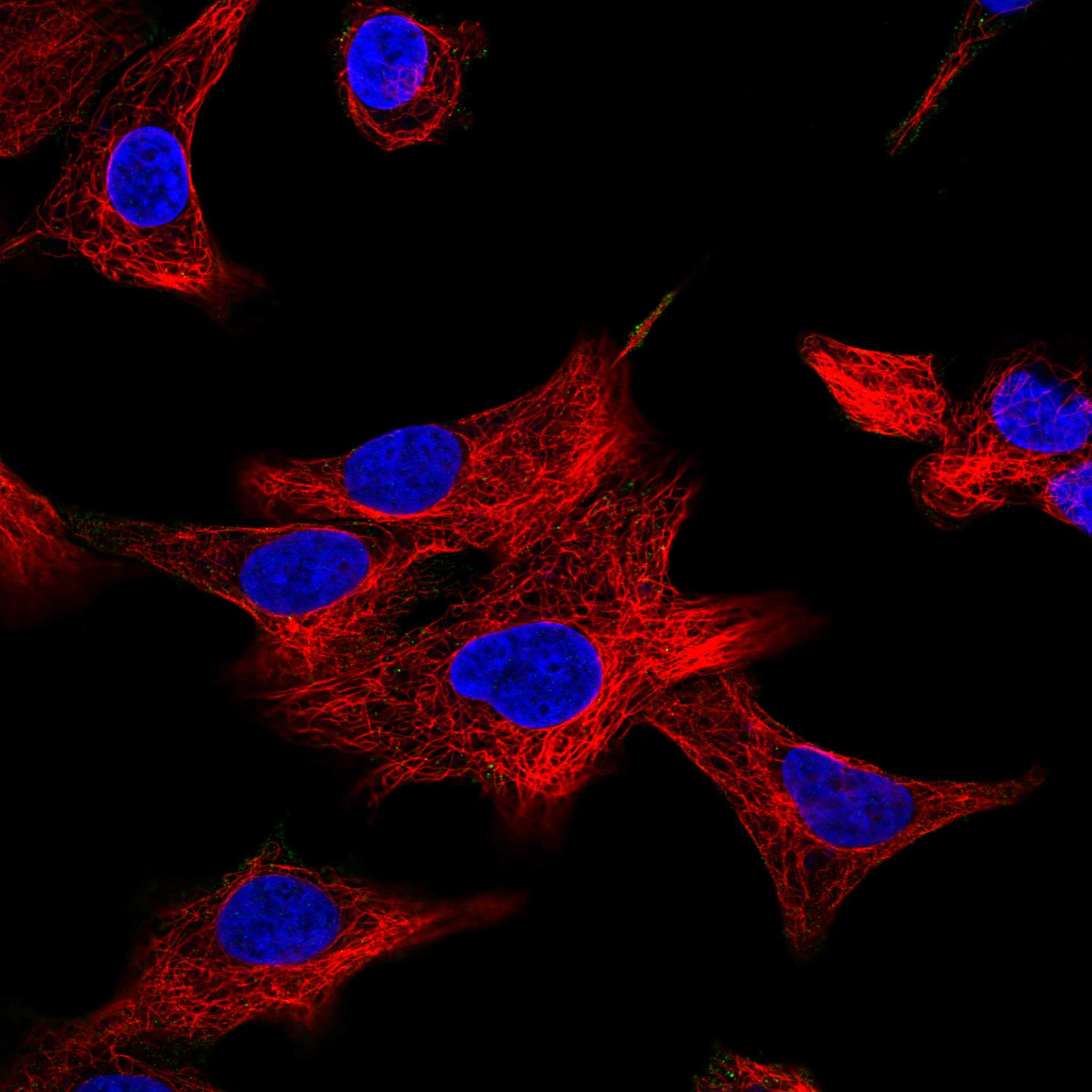 PLPP2 fluorescence