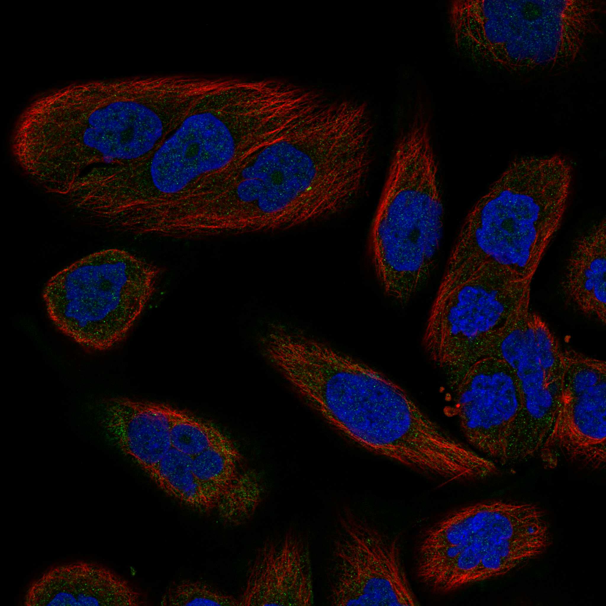 PLVAP fluorescence