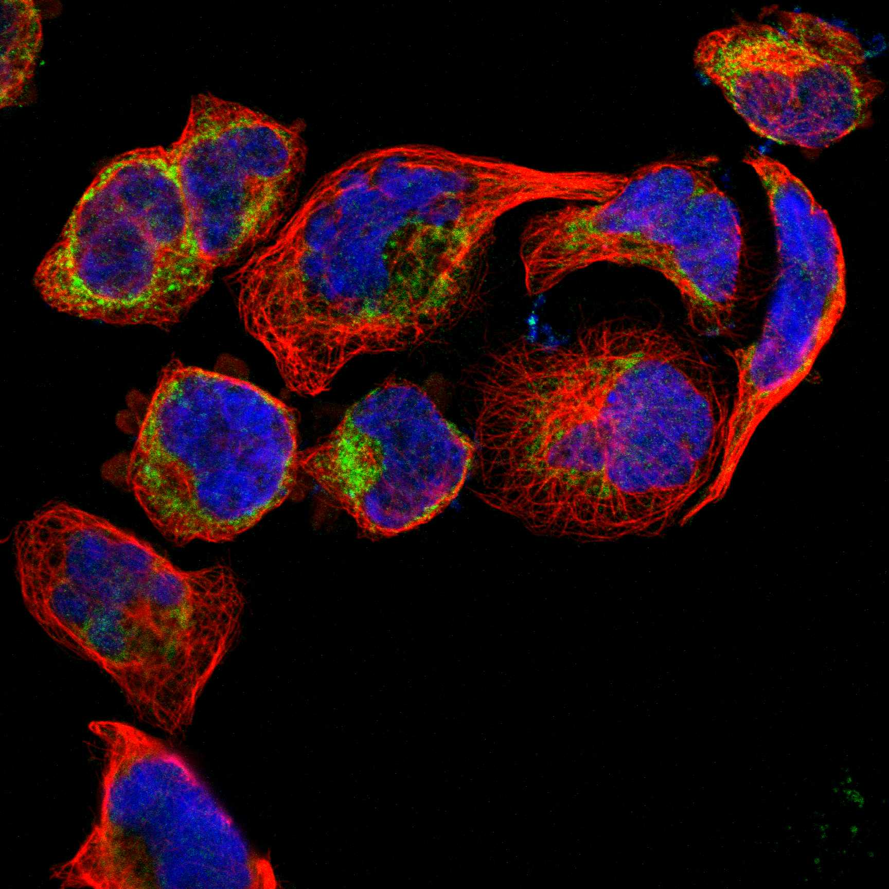 PNKD fluorescence