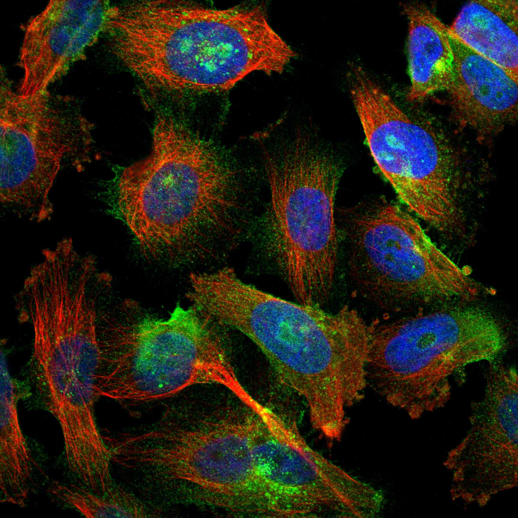 PODXL fluorescence