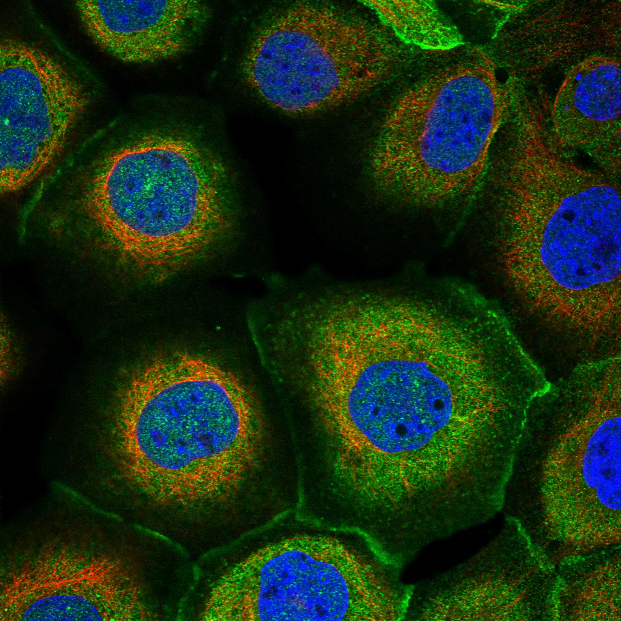 PPTC7 fluorescence