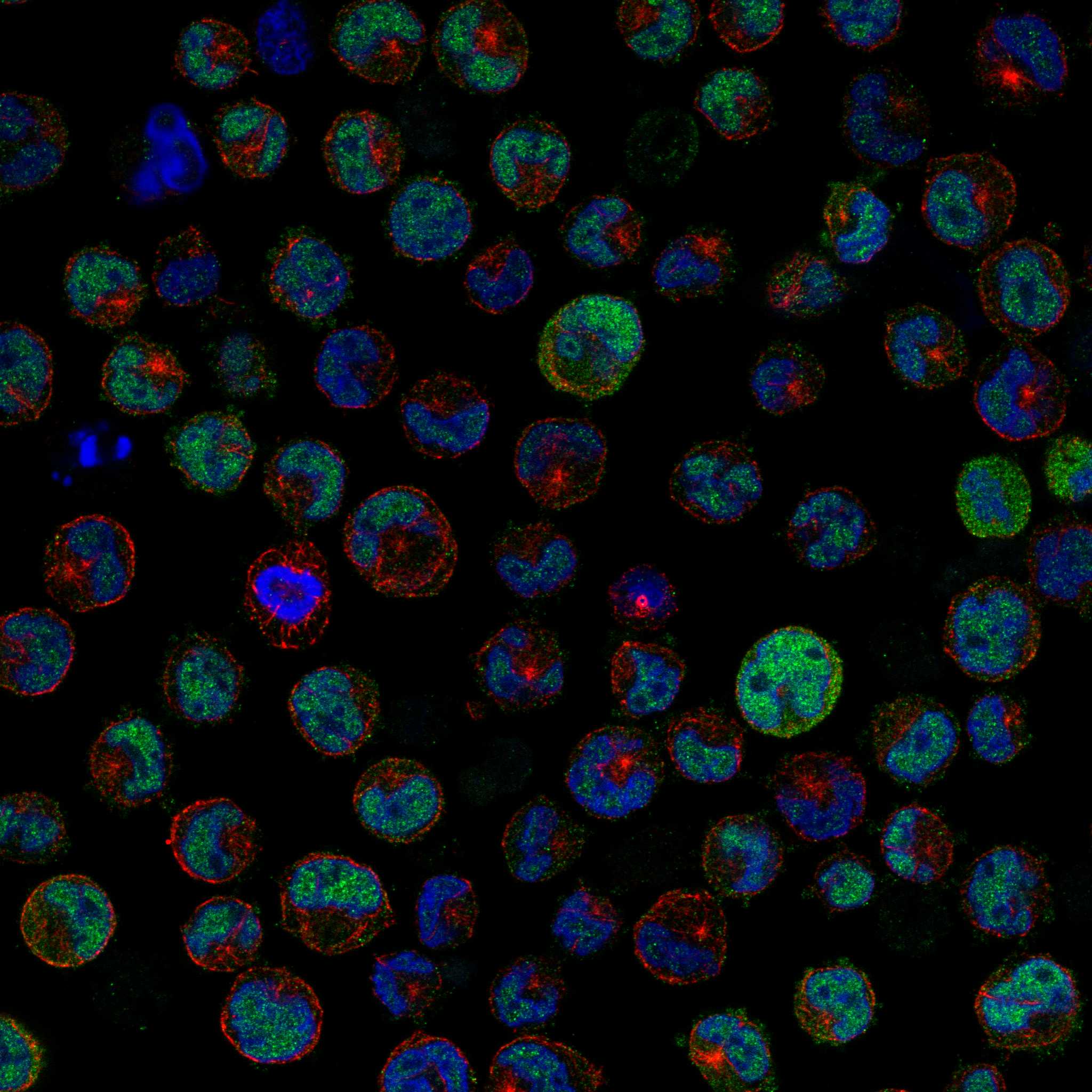 PRAME fluorescence