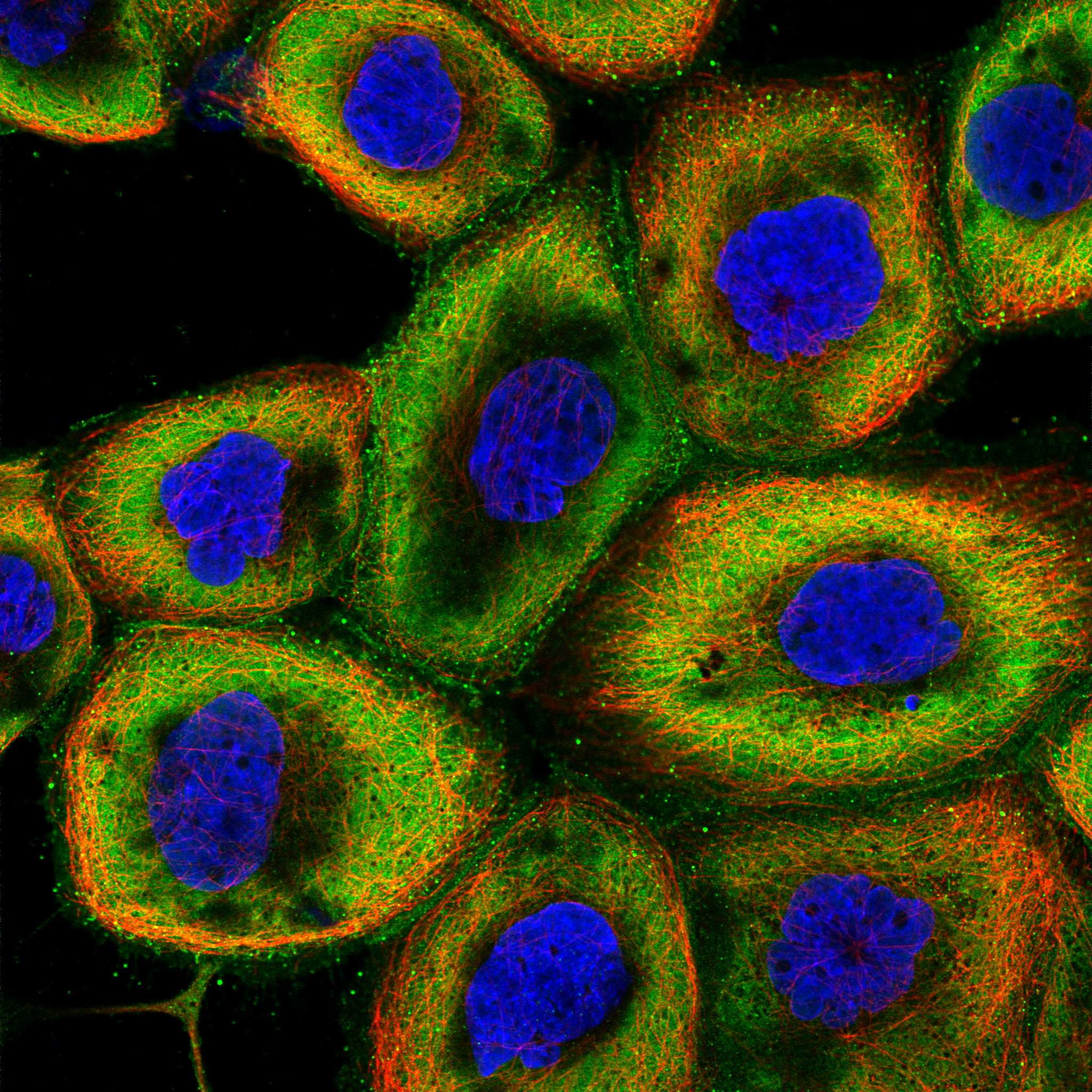 PRDX6 fluorescence