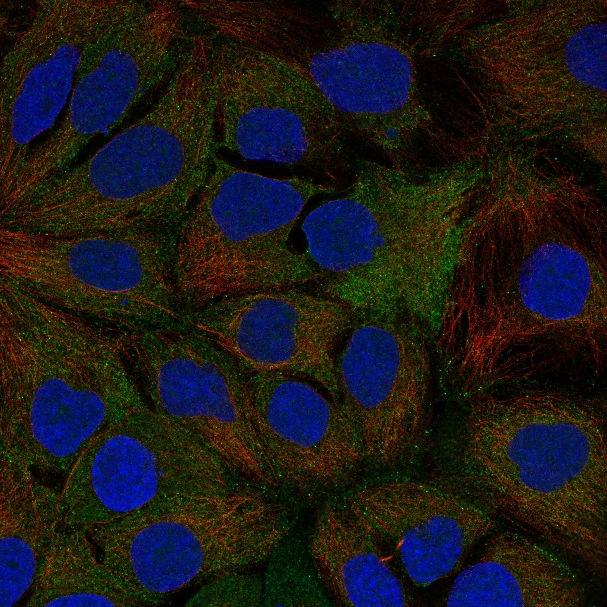 PROM1 fluorescence