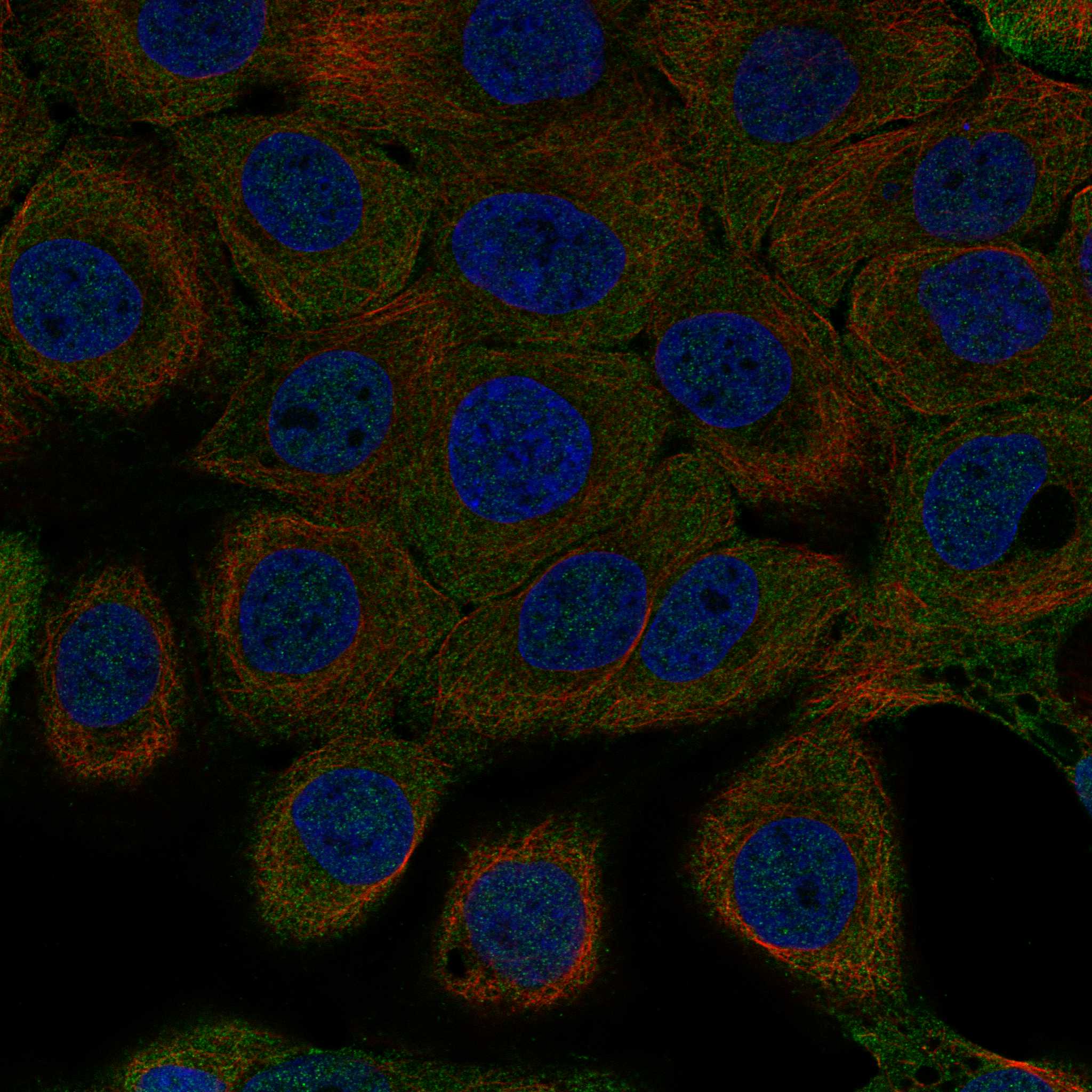 PROM2 fluorescence