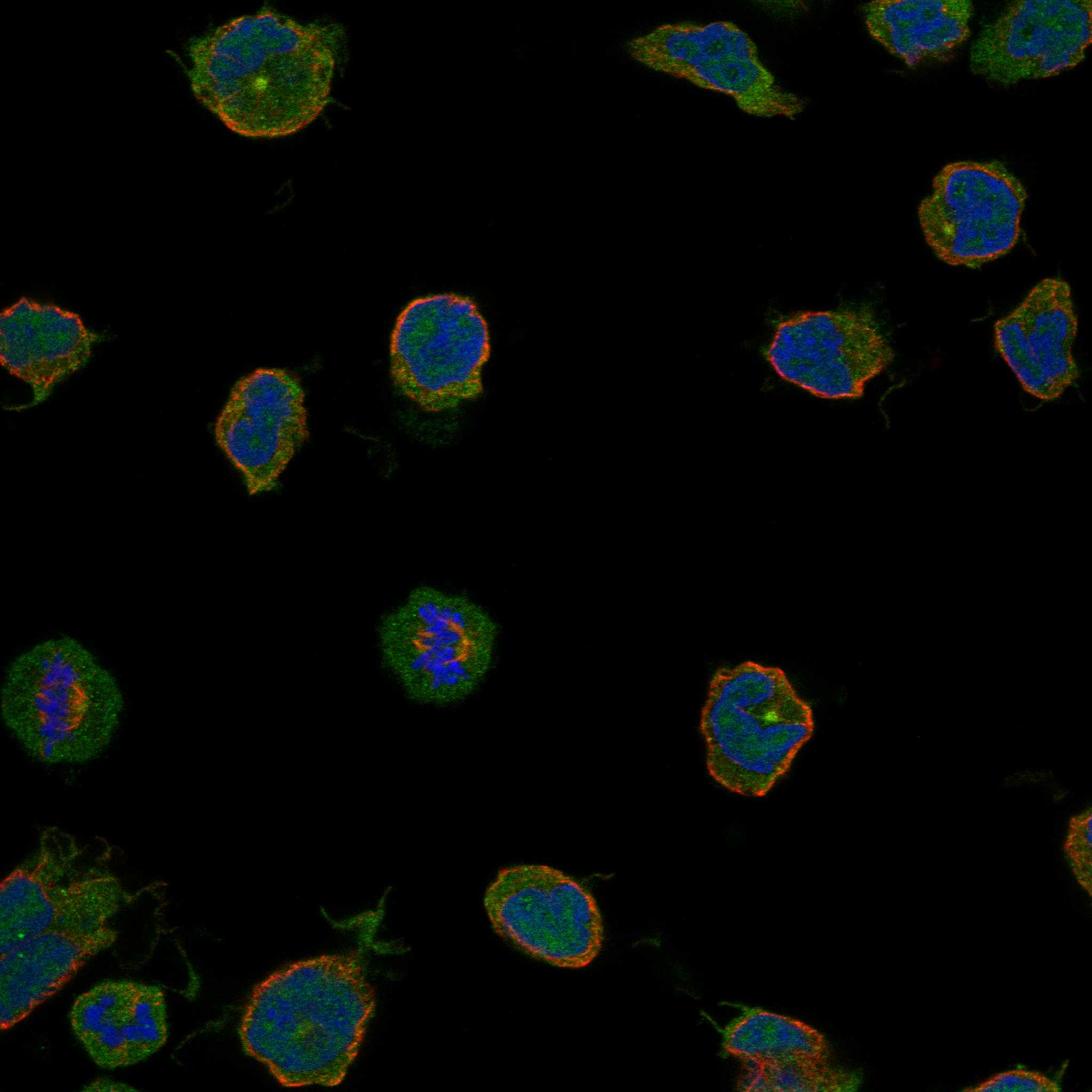 PRR32 fluorescence