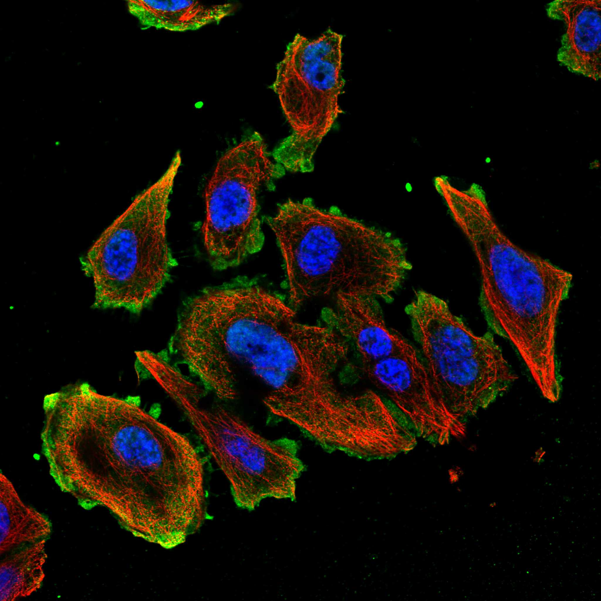 PRR7 fluorescence