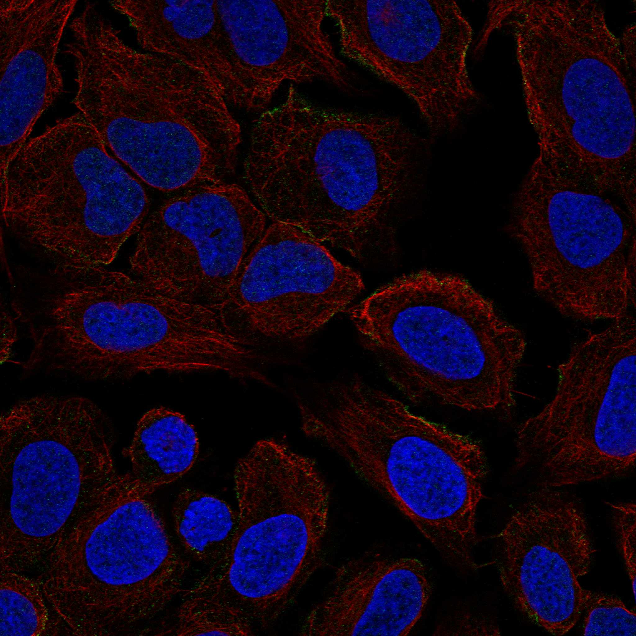 PRRT2 fluorescence