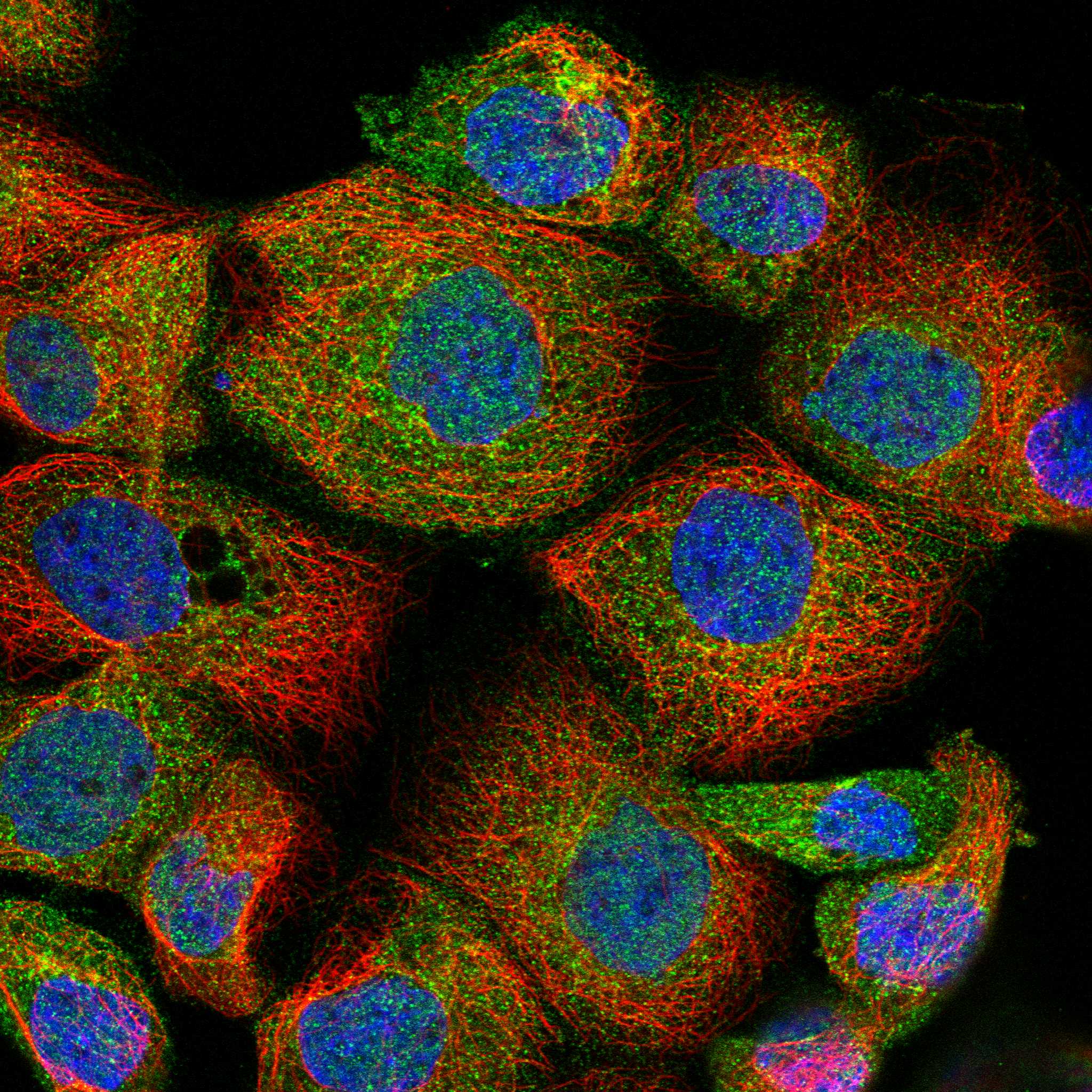 PRRT3 fluorescence