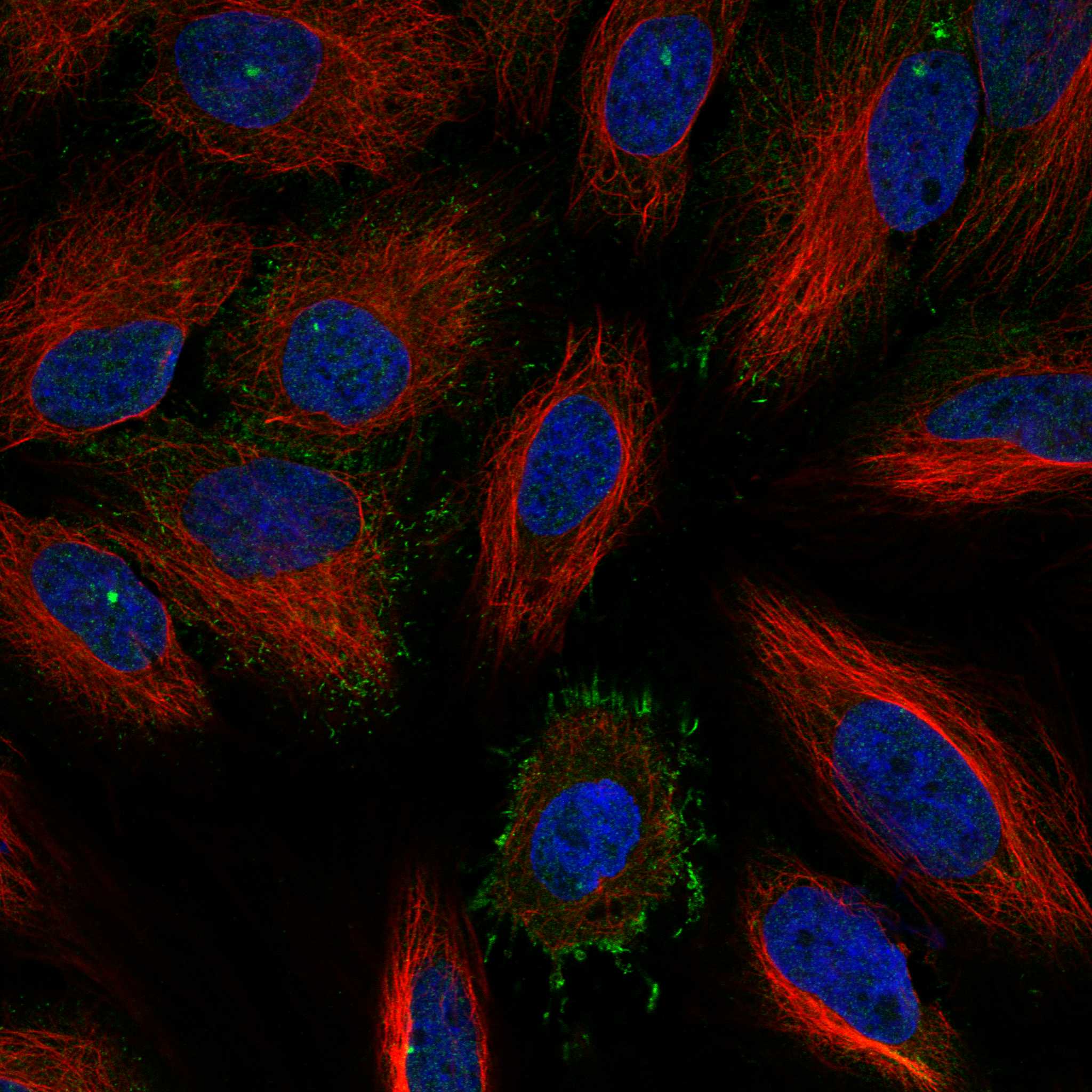 PSCA fluorescence