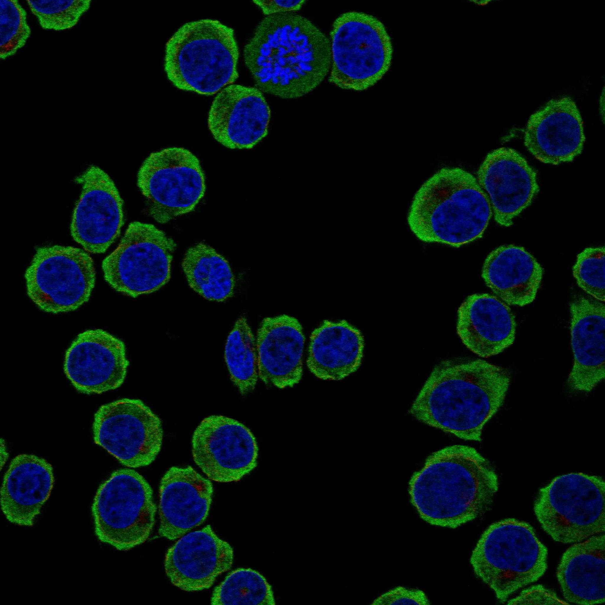 PSD2 fluorescence