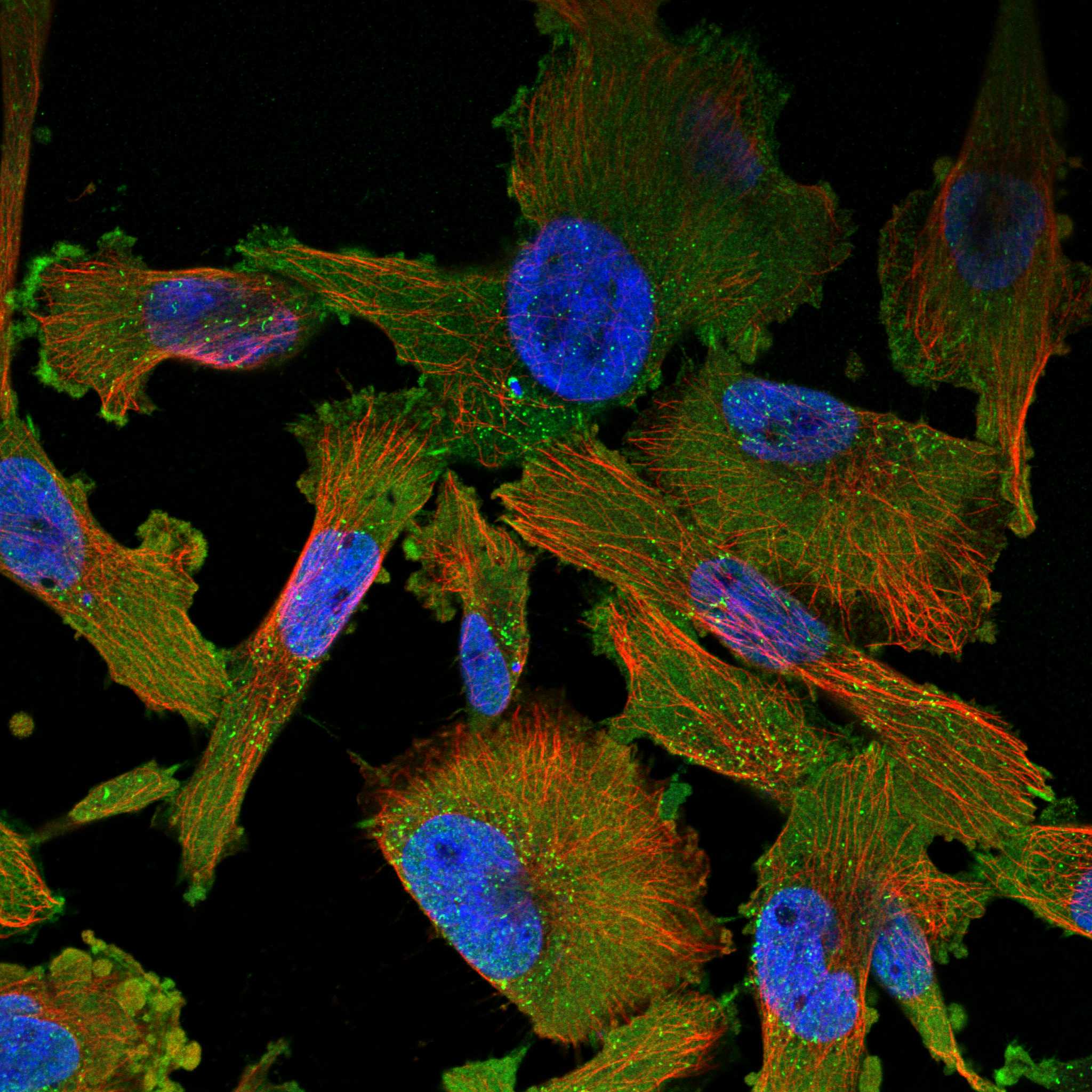 PTAFR fluorescence