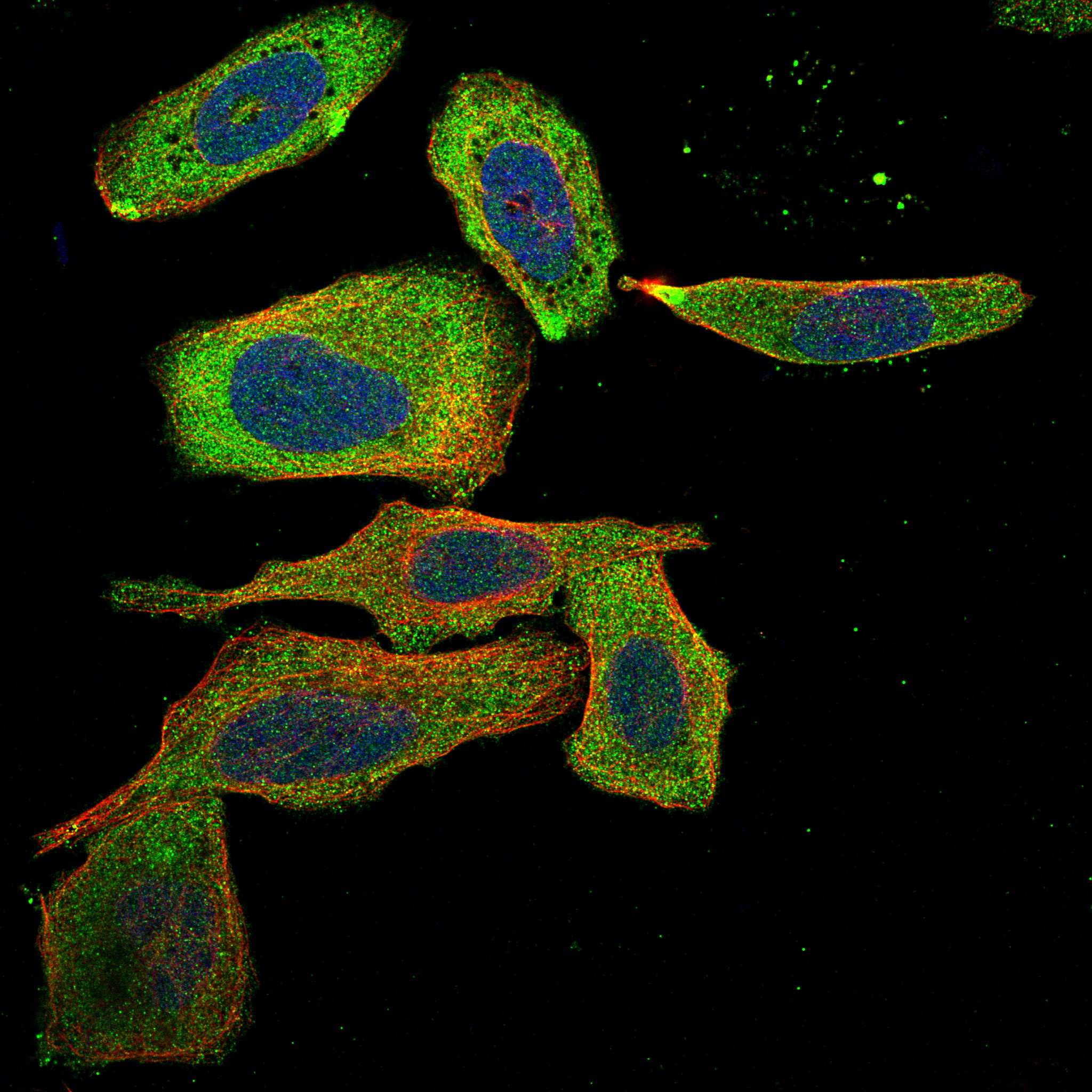 PTAR1 fluorescence