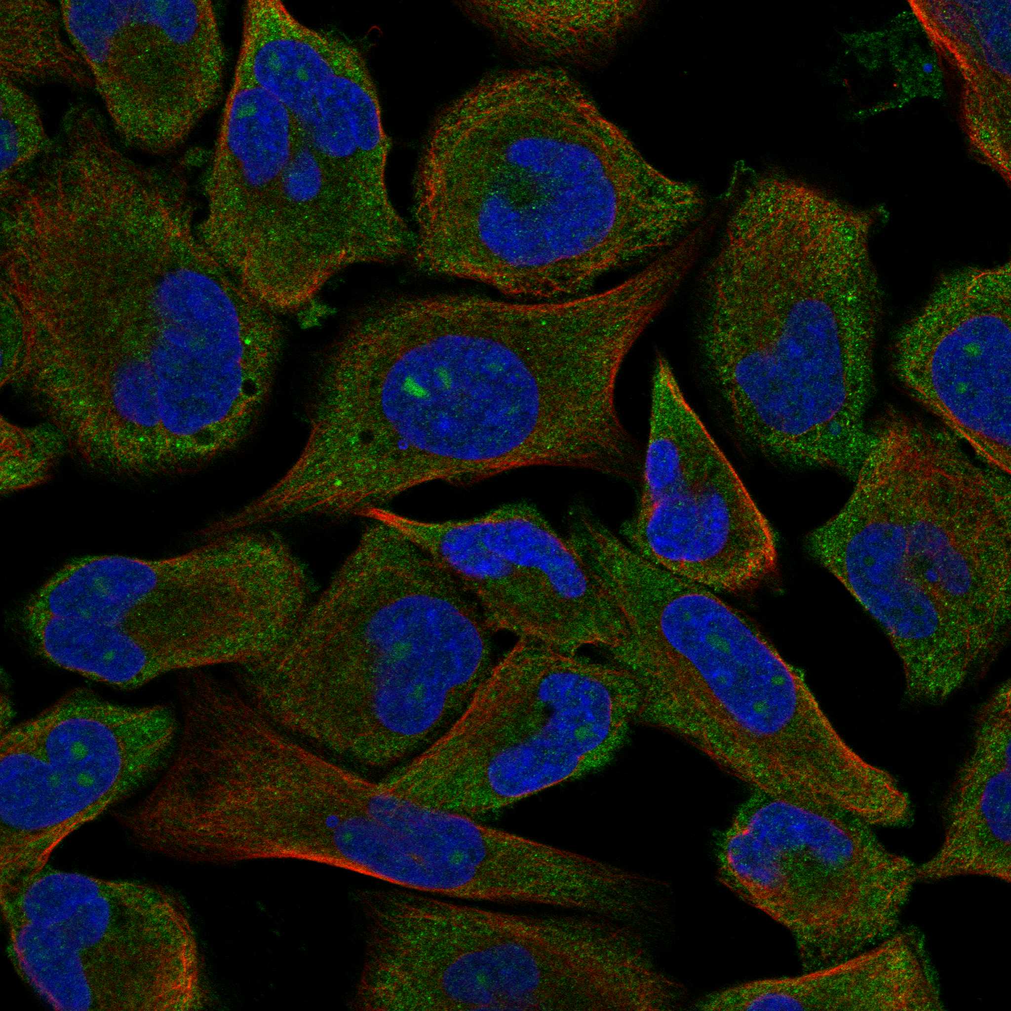 PTH1R fluorescence
