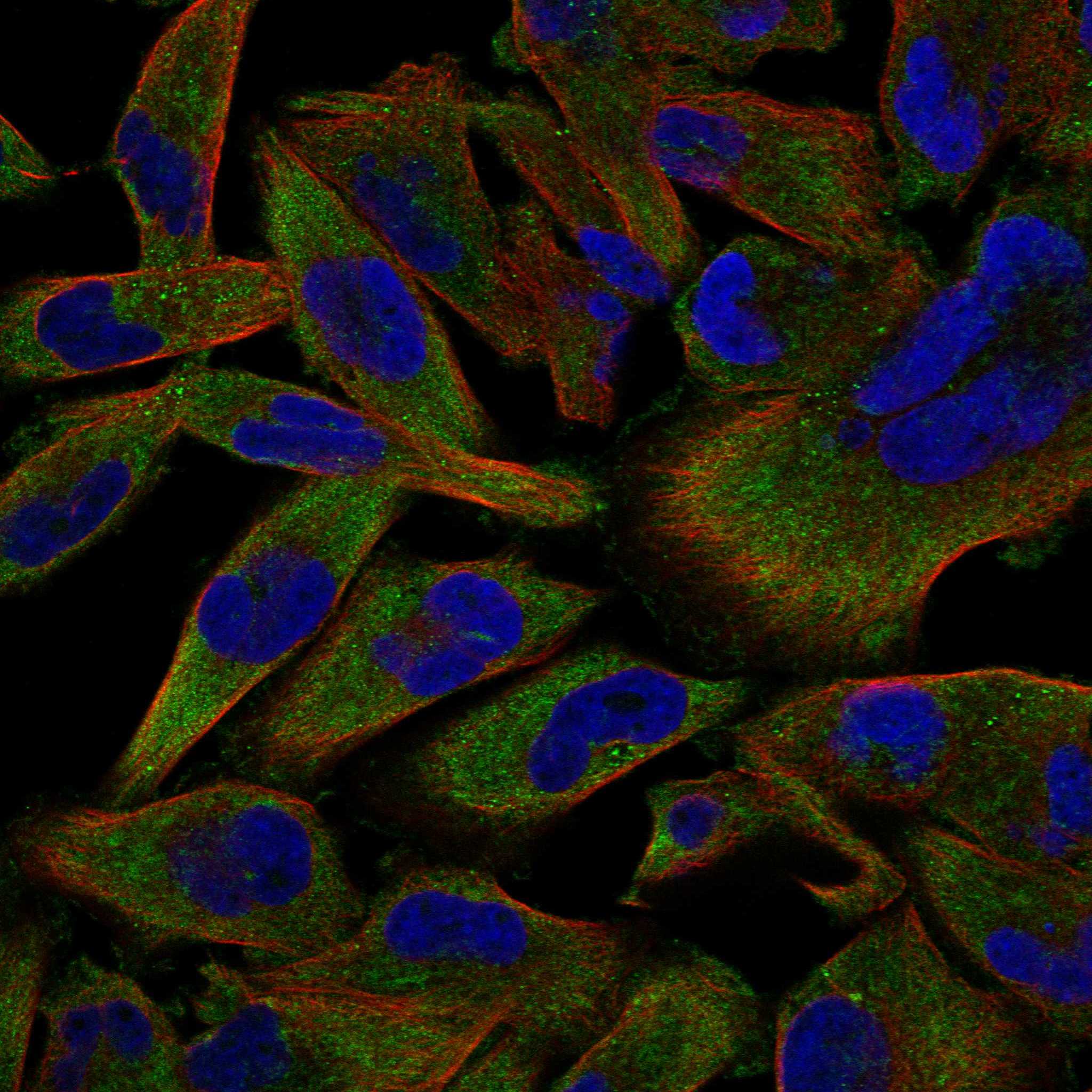 PTK7 fluorescence