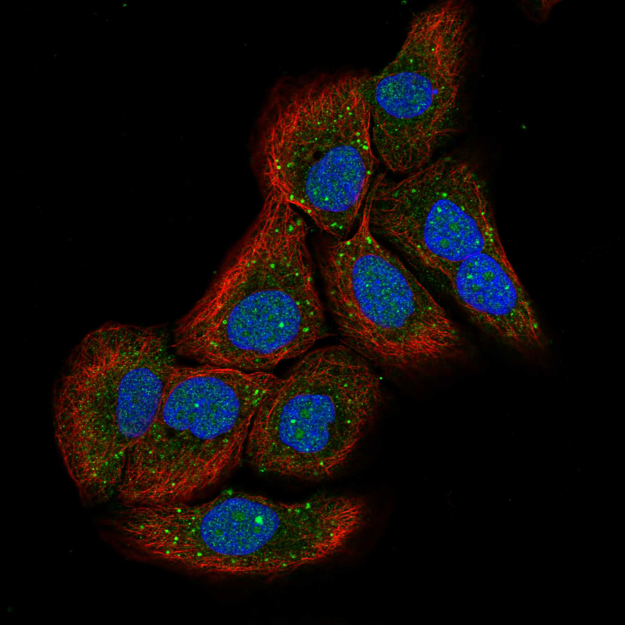 PTPRA fluorescence