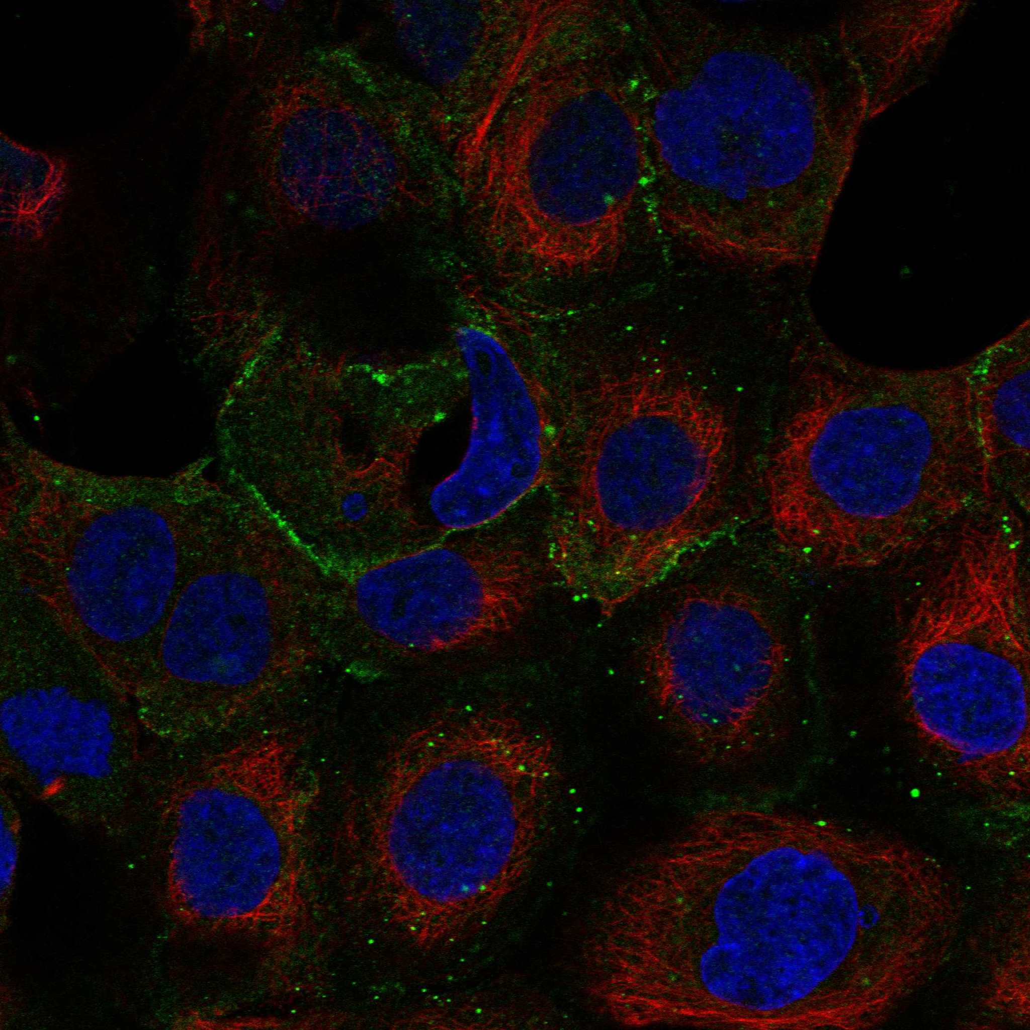 PTPRB fluorescence