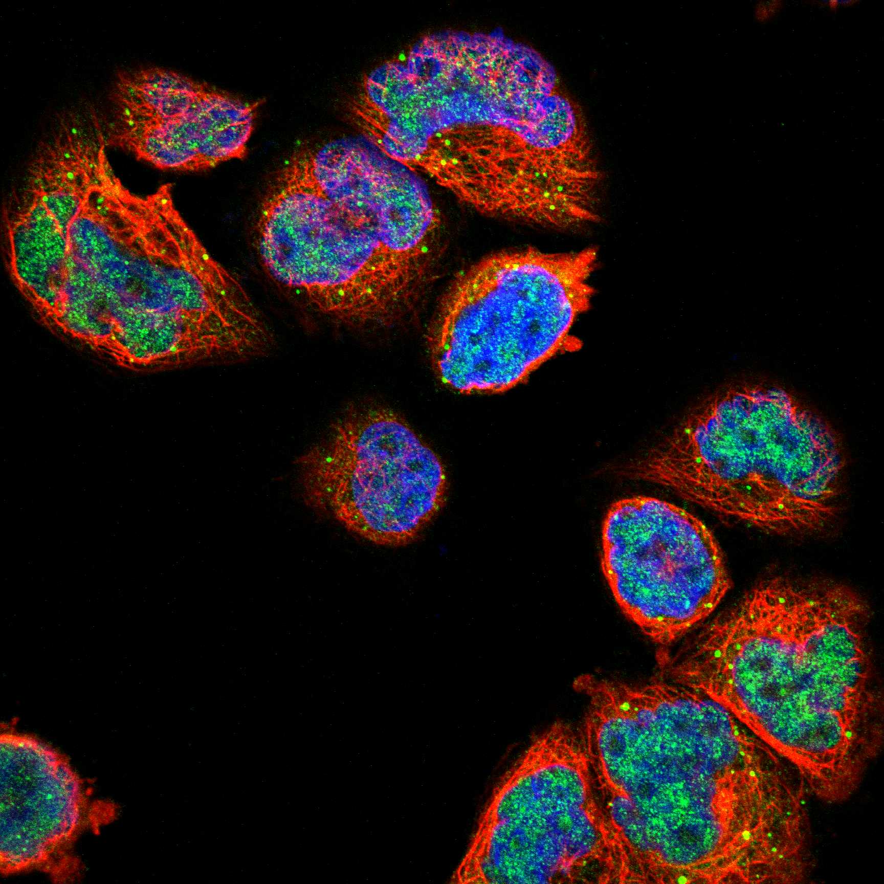PTPRC fluorescence