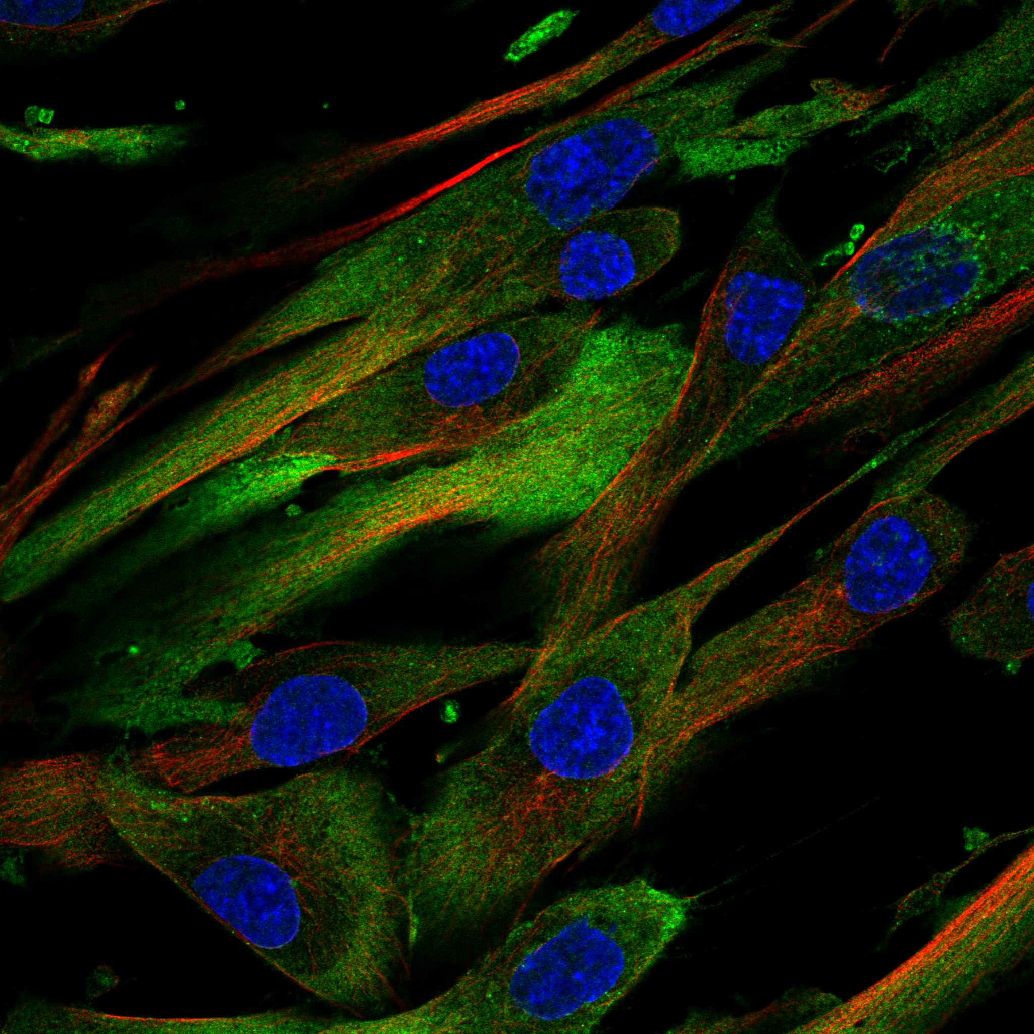 PTPRG fluorescence