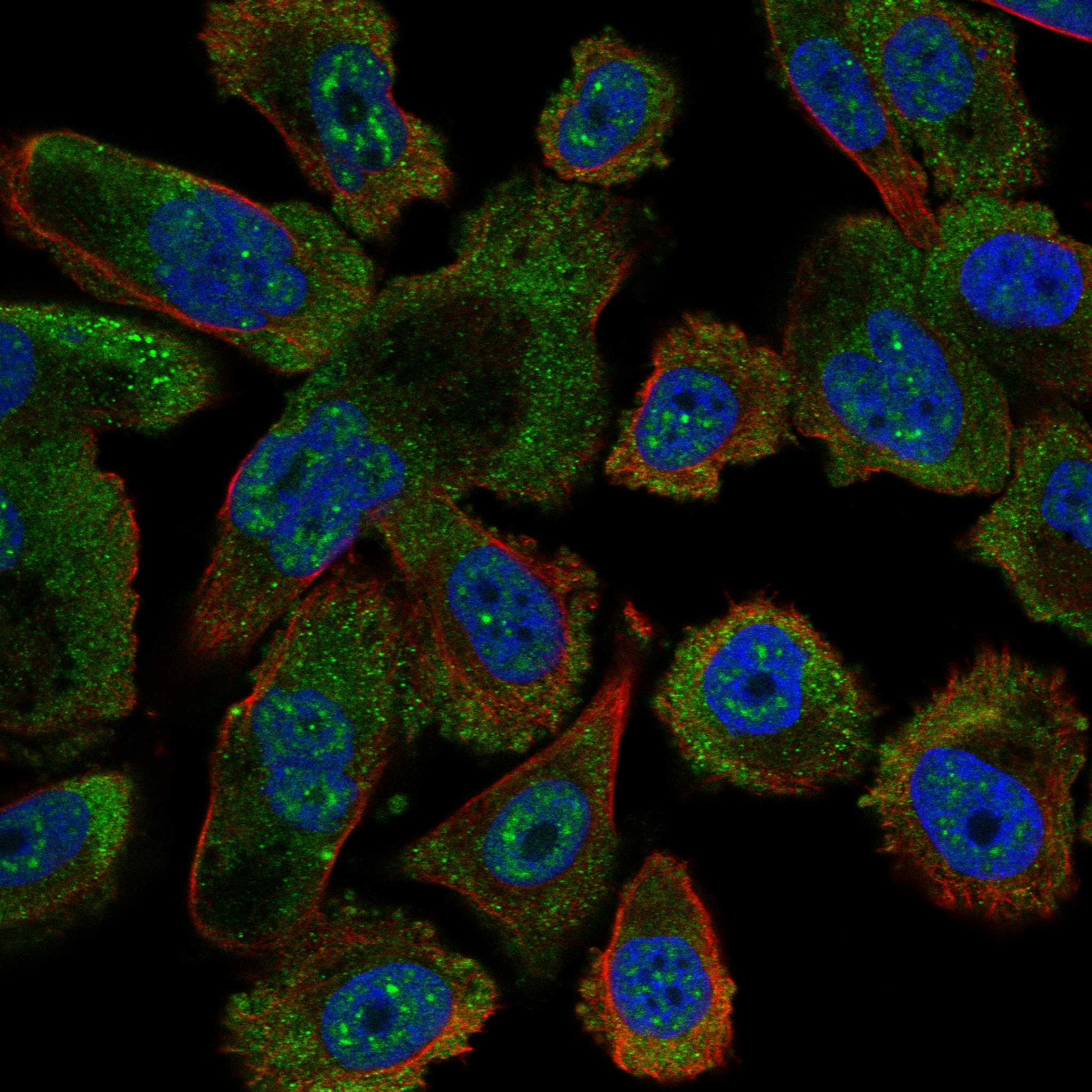 PTPRH fluorescence