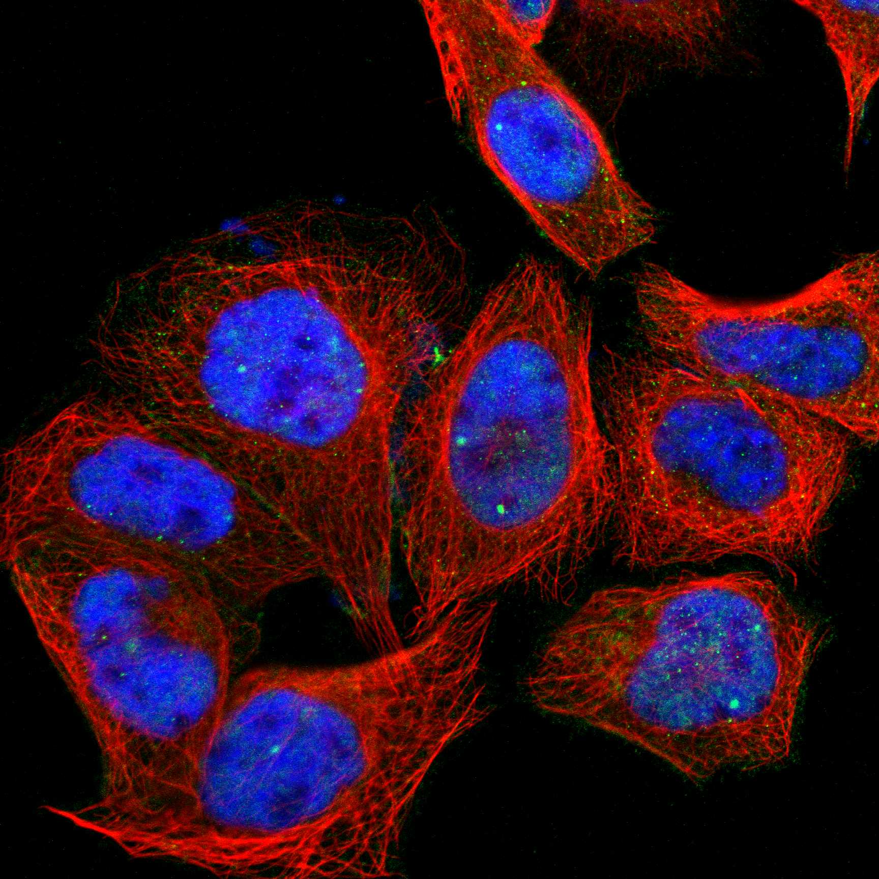 PTPRJ fluorescence