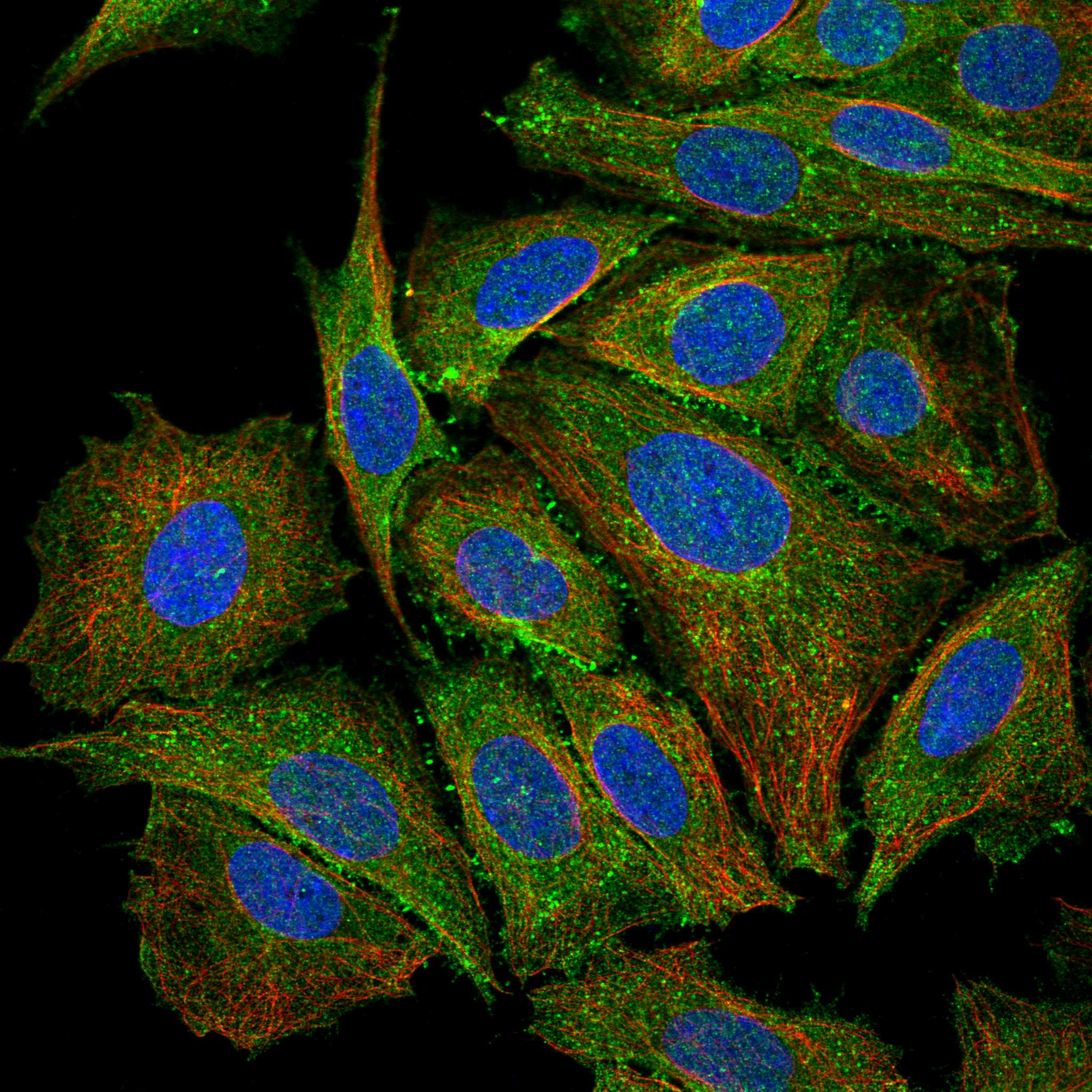PTPRK fluorescence