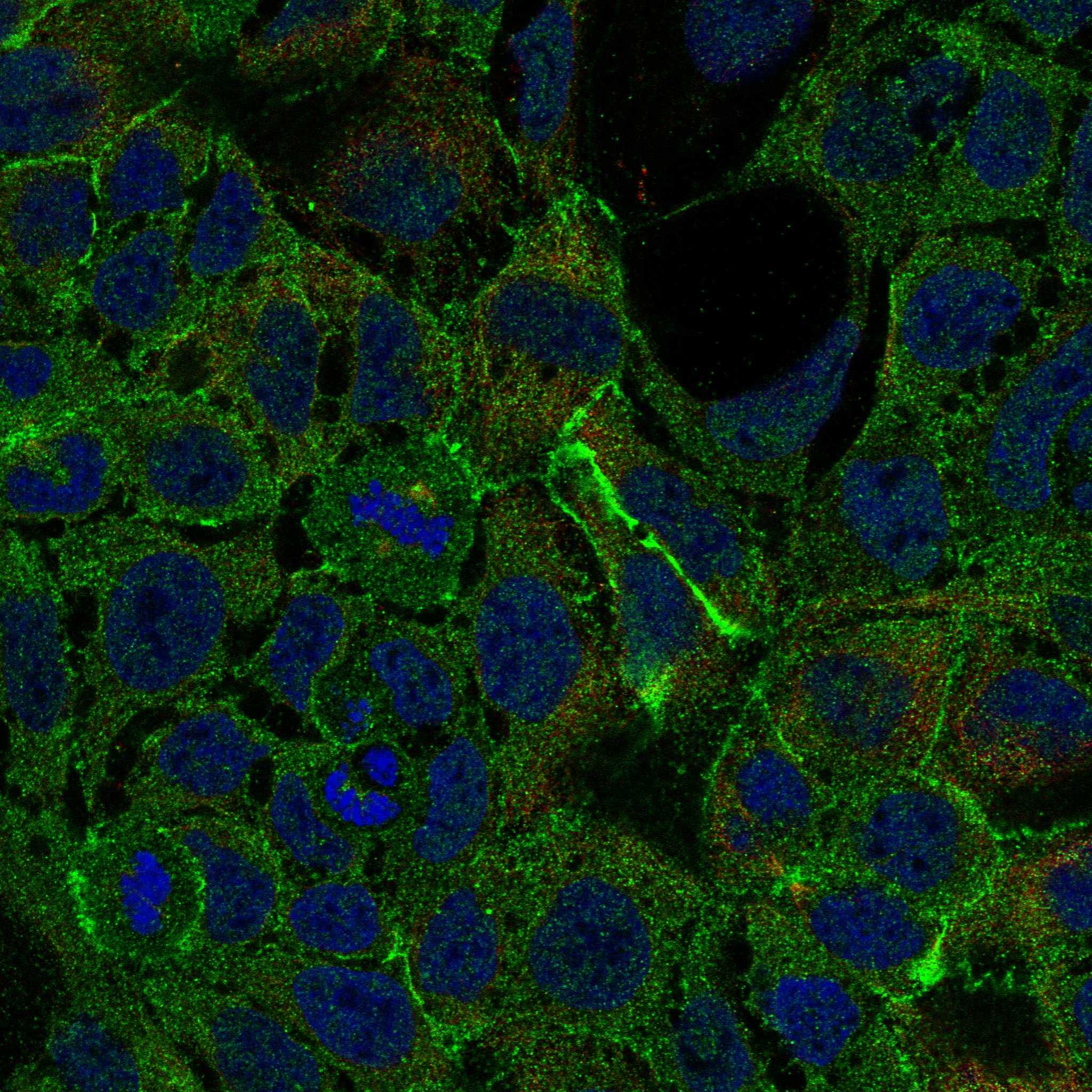 PTPRM fluorescence